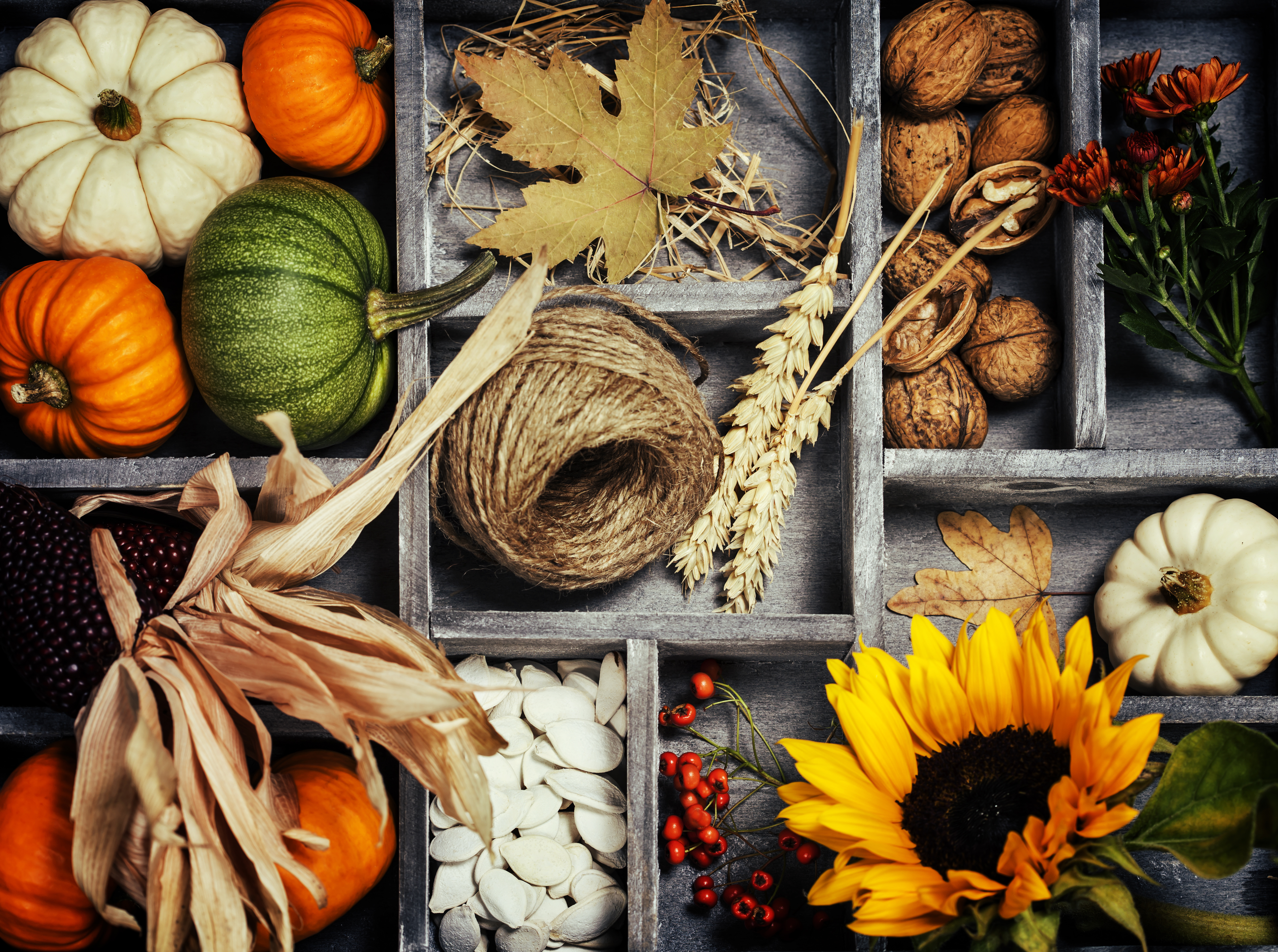 photography, still life, fall, harvest, nut, pumpkin, sunflower