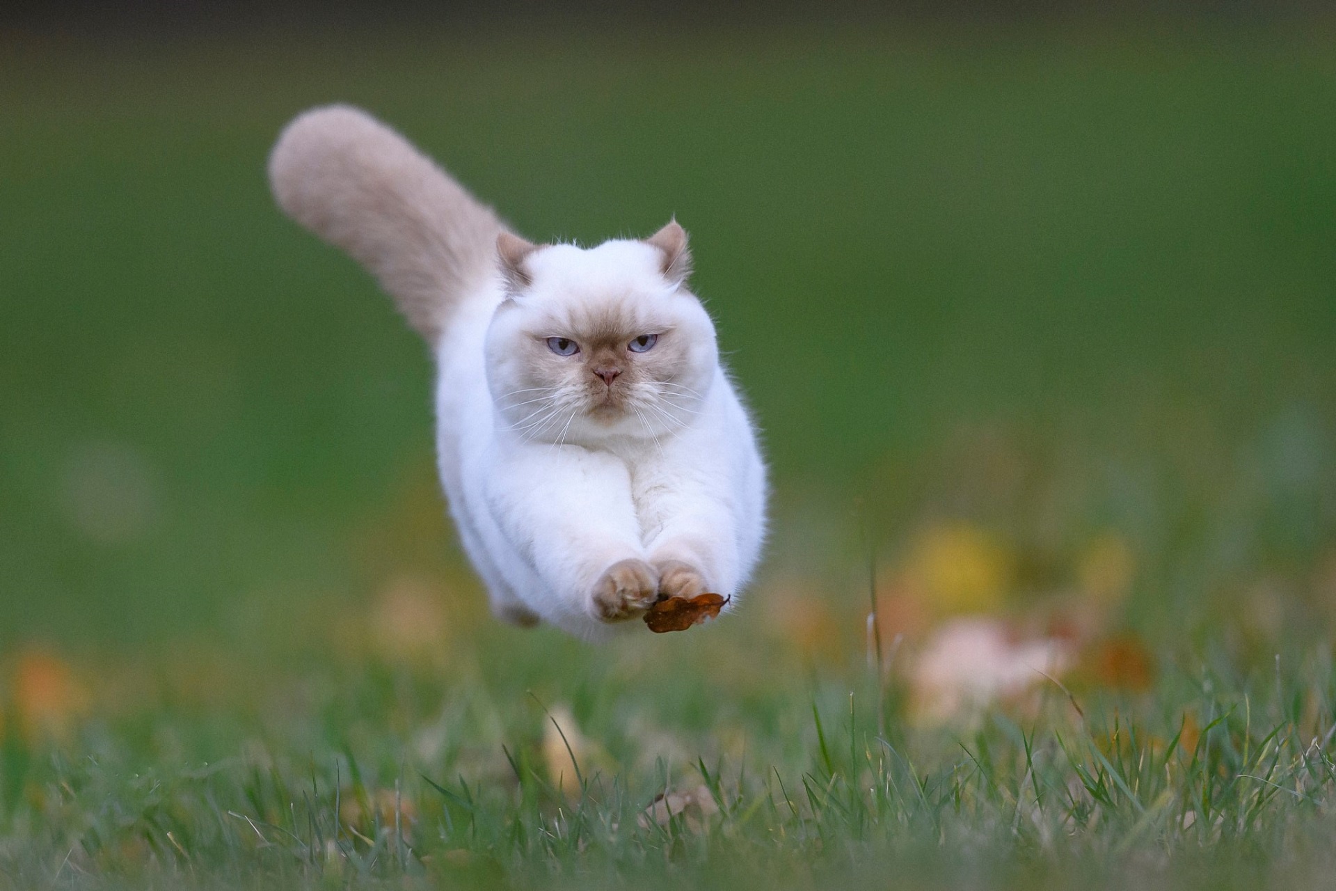 Baixe gratuitamente a imagem Animais, Gatos, Gato na área de trabalho do seu PC