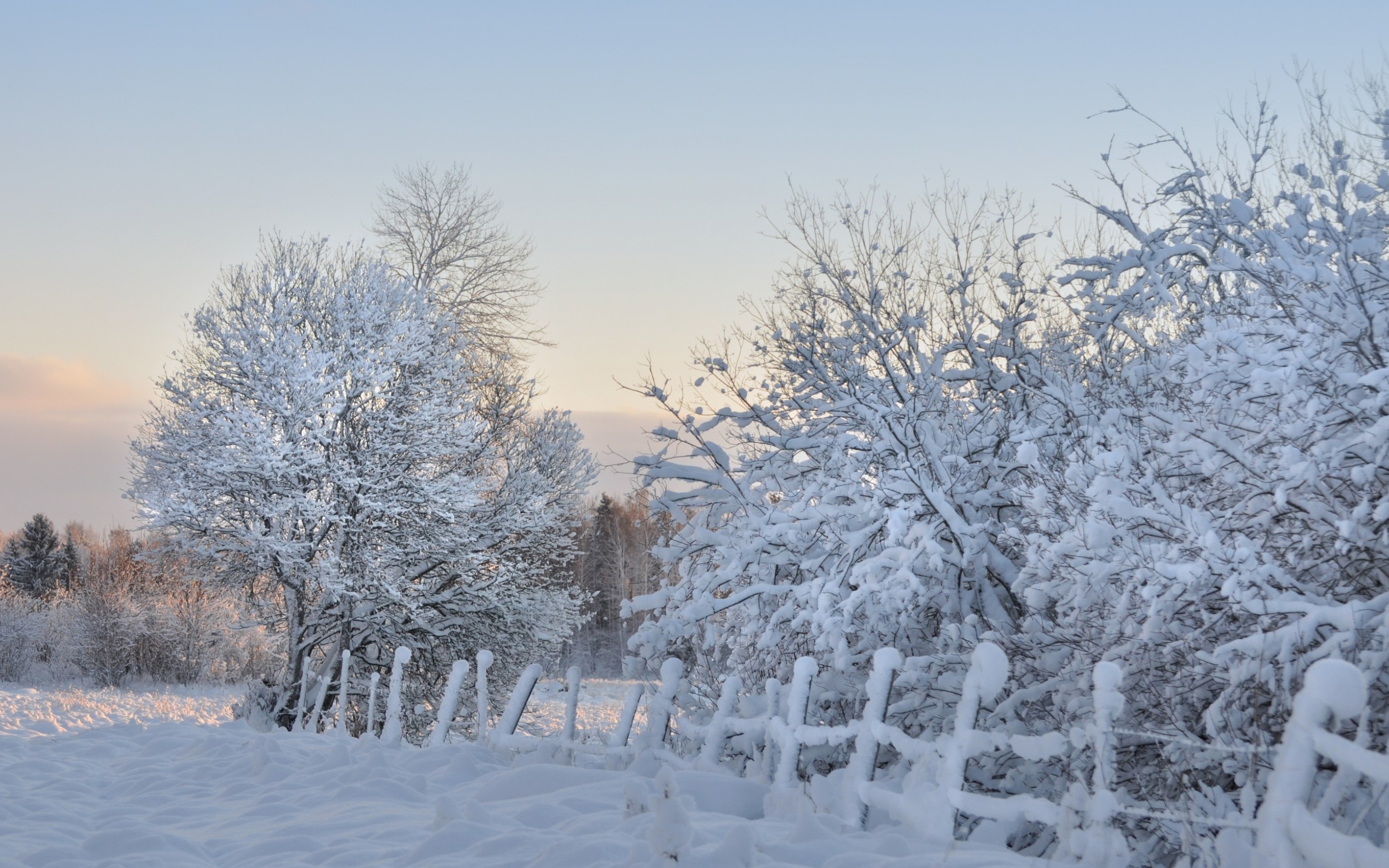 Free download wallpaper Winter, Snow, Tree, Earth, Fence, Frost on your PC desktop