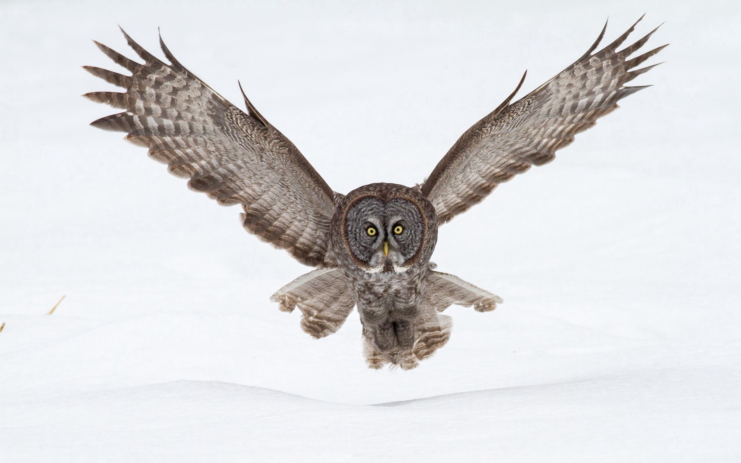 desktop Images wings, animals, owl, snow, flight, wave, sweep