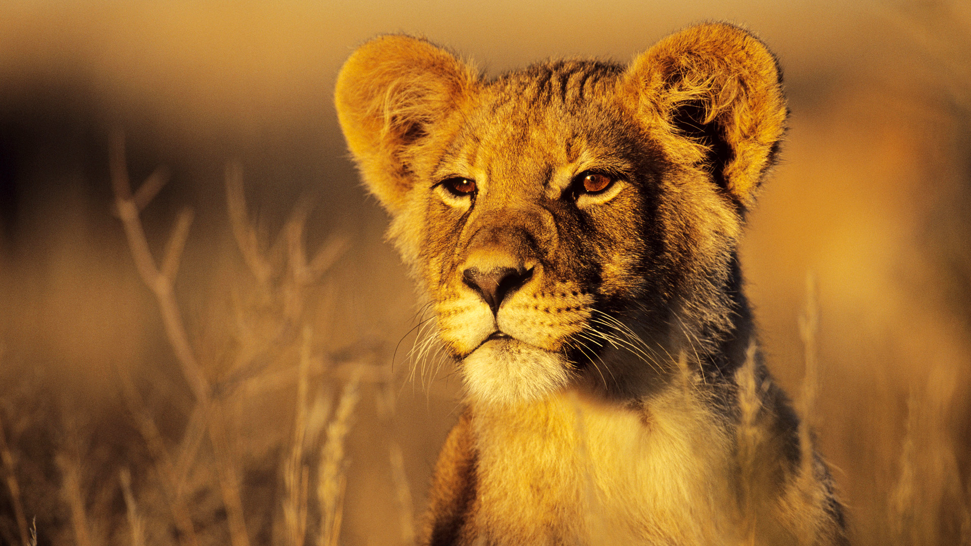 Téléchargez des papiers peints mobile Animaux, Chats, Lion gratuitement.