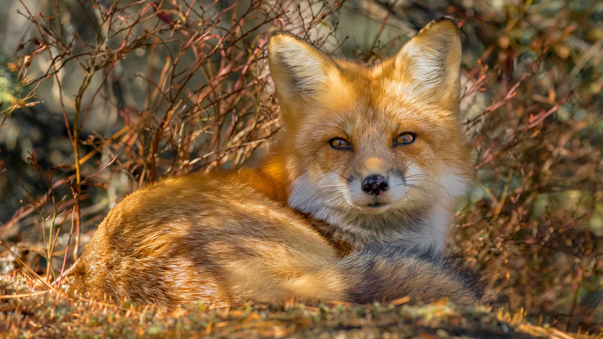 Download mobile wallpaper Fox, Animal, Resting, Stare for free.