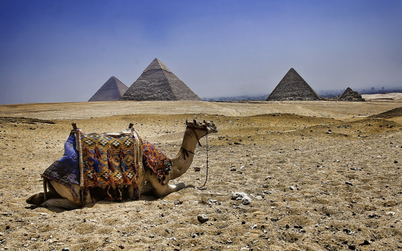 78460画像をダウンロードピラミッド, 動物, エジプト, キャメル, 駱駝-壁紙とスクリーンセーバーを無料で