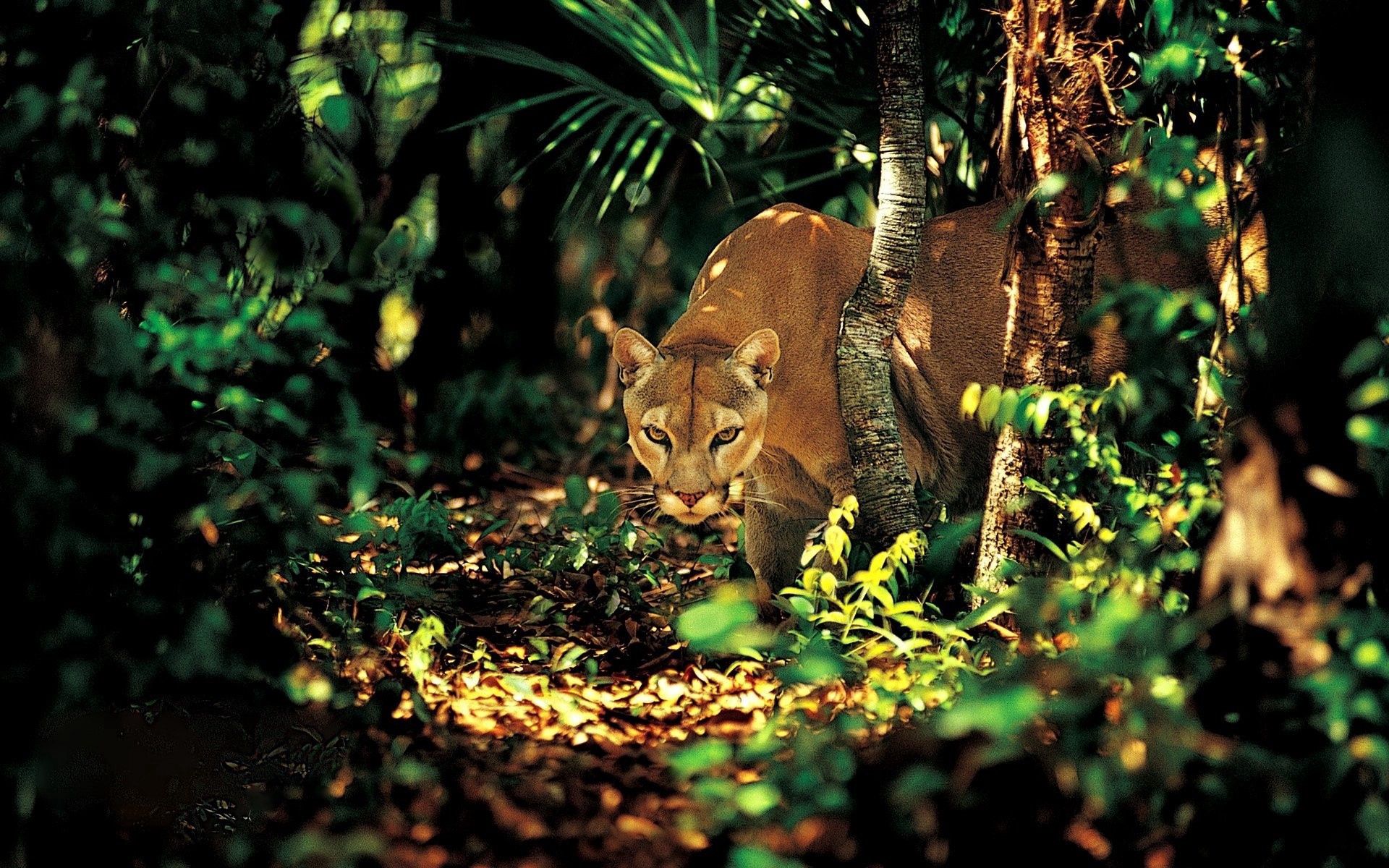 Free download wallpaper Animals, Puma, Forest, Shadow, Trees on your PC desktop
