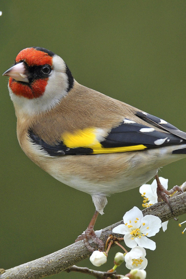 Download mobile wallpaper Birds, Flower, Bird, Branch, Animal, Blossom, Goldfinch, European Goldfinch for free.