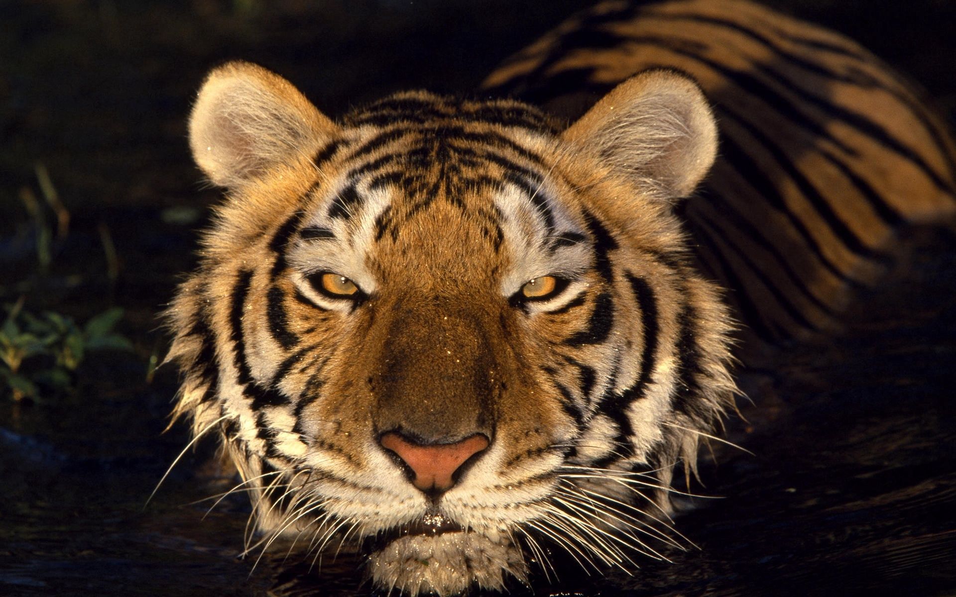 shadow, animals, water, muzzle, striped, tiger