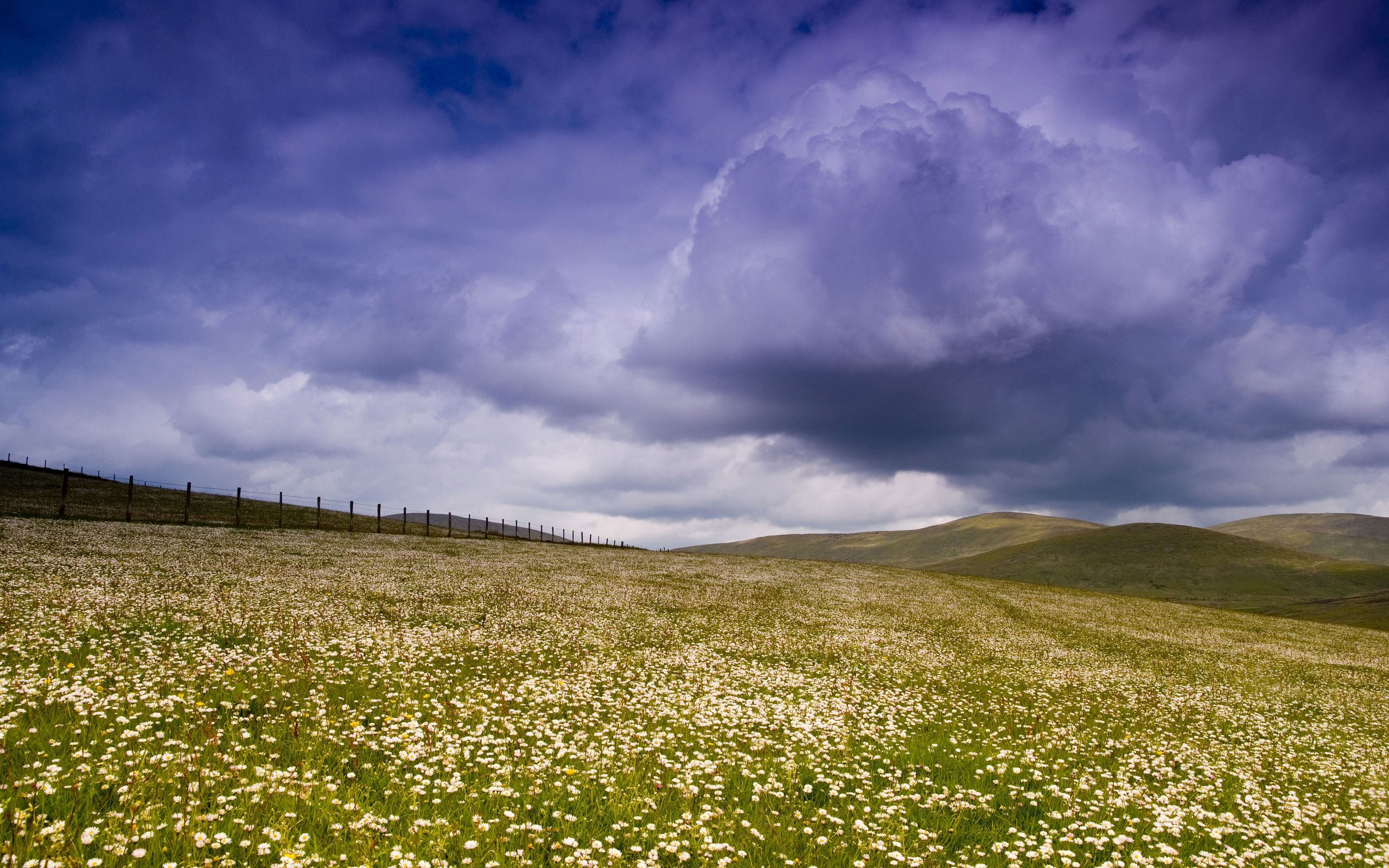 greens, nature, flowers, sky, clouds, field, fence, plain, meadow, pasture