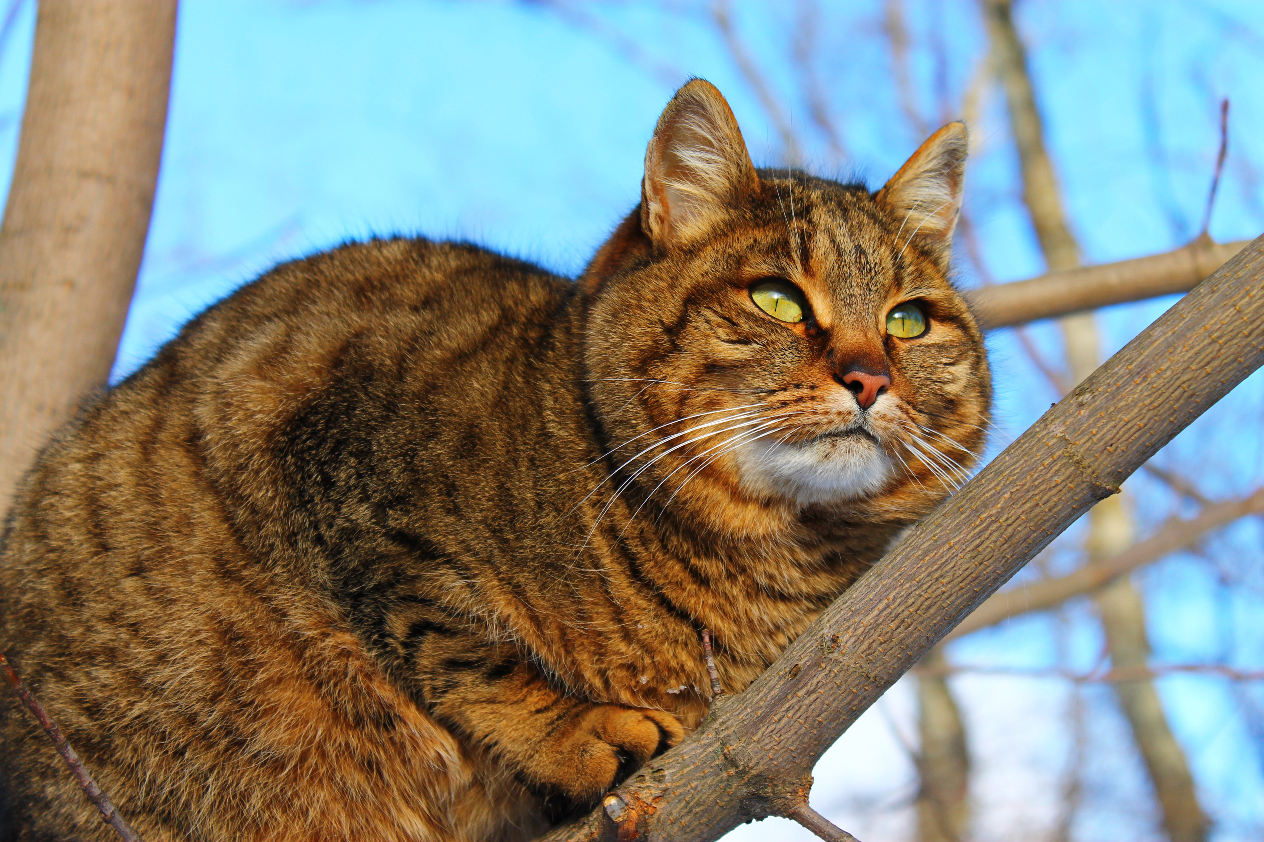 Descarga gratuita de fondo de pantalla para móvil de Gato, Gatos, Animales.