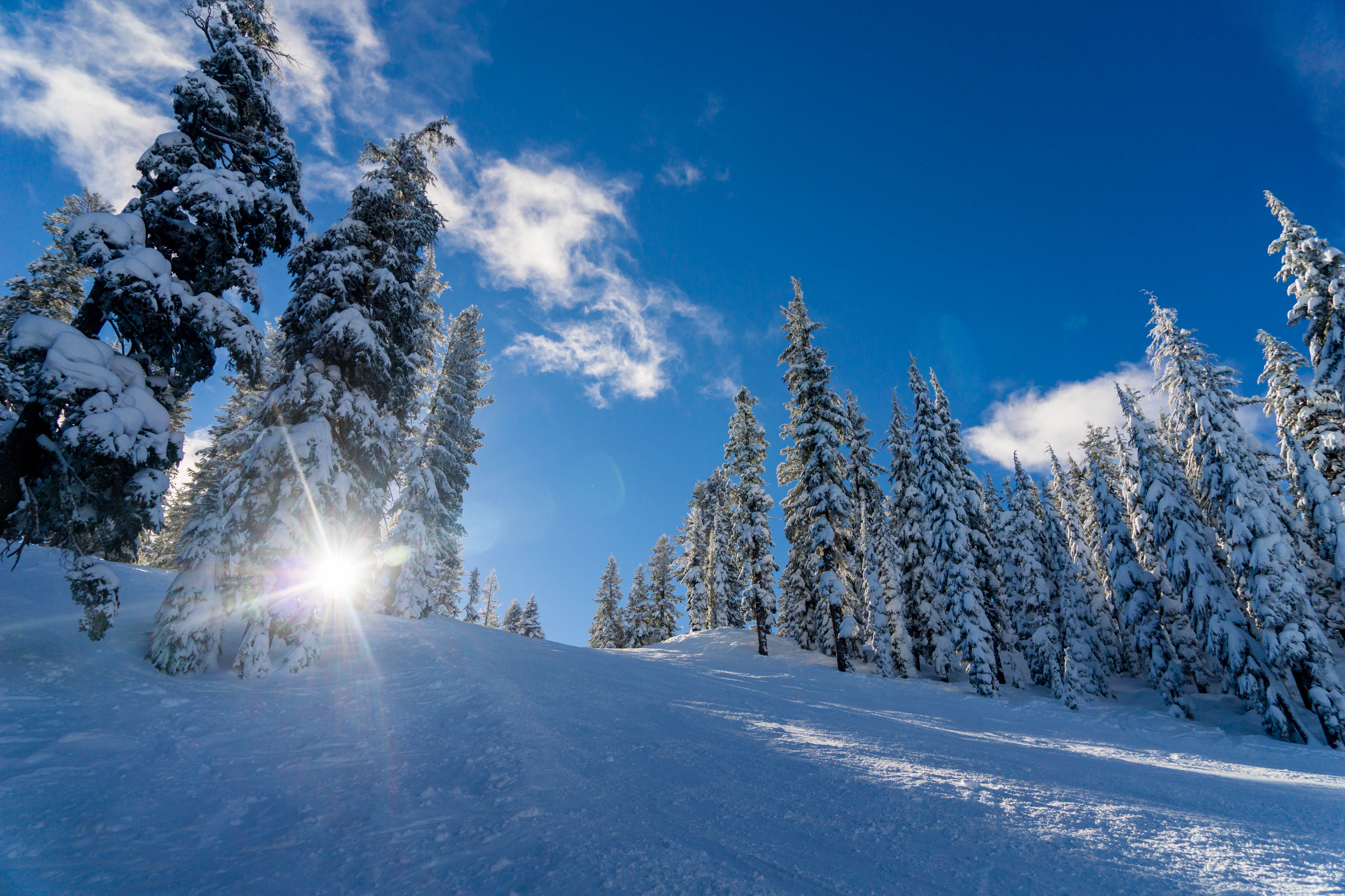 Handy-Wallpaper Schnee, Bäume, Sonnenlicht, Natur, Winter kostenlos herunterladen.