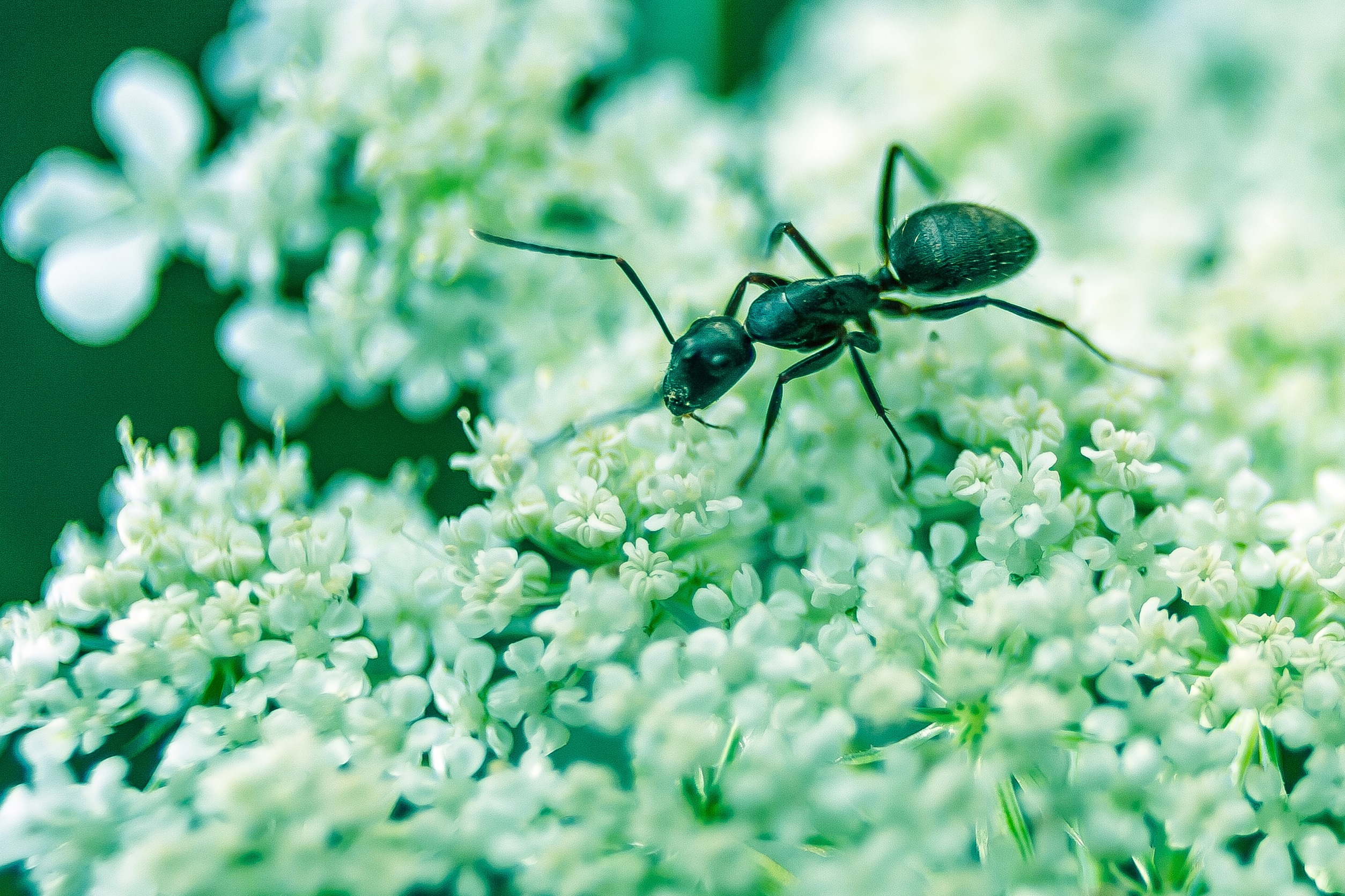 69988 baixar papel de parede formiga, flores, macro, inseto - protetores de tela e imagens gratuitamente