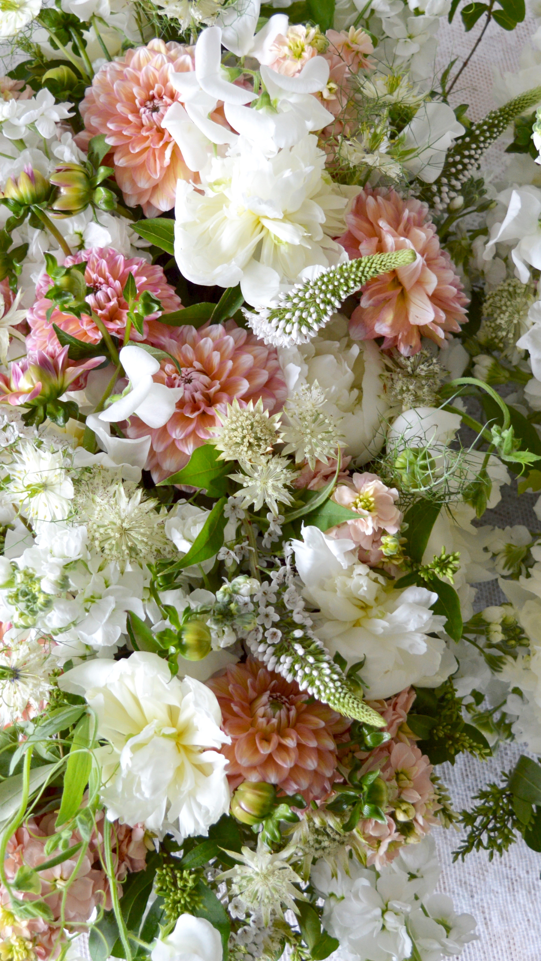 無料モバイル壁紙フラワーズ, 花, 地球, ダリア, 白い花, ピンクの花をダウンロードします。