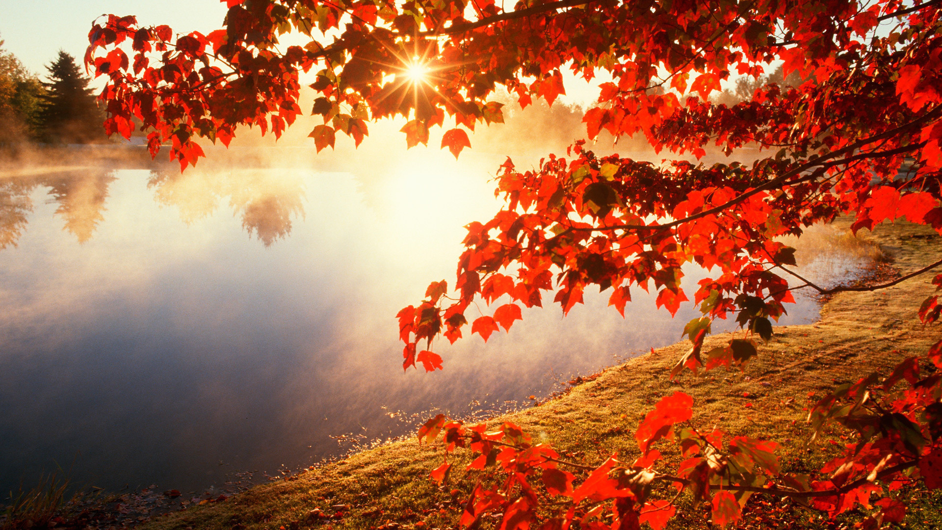24789 скачать картинку осень, листья, пейзаж, река, солнце - обои и заставки бесплатно