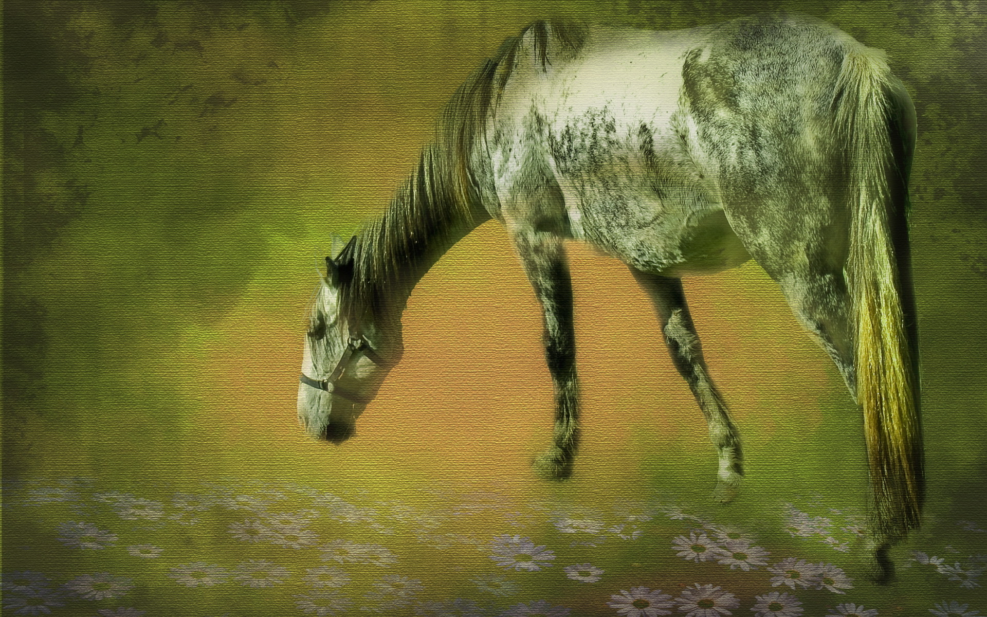 PCデスクトップに動物, 馬画像を無料でダウンロード
