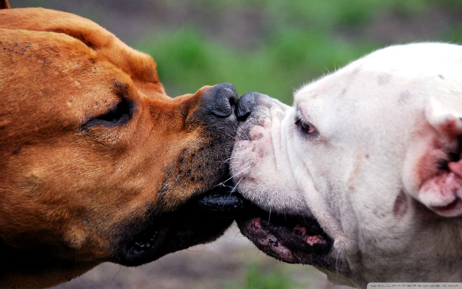 Handy-Wallpaper Tiere, Hunde, Hund kostenlos herunterladen.