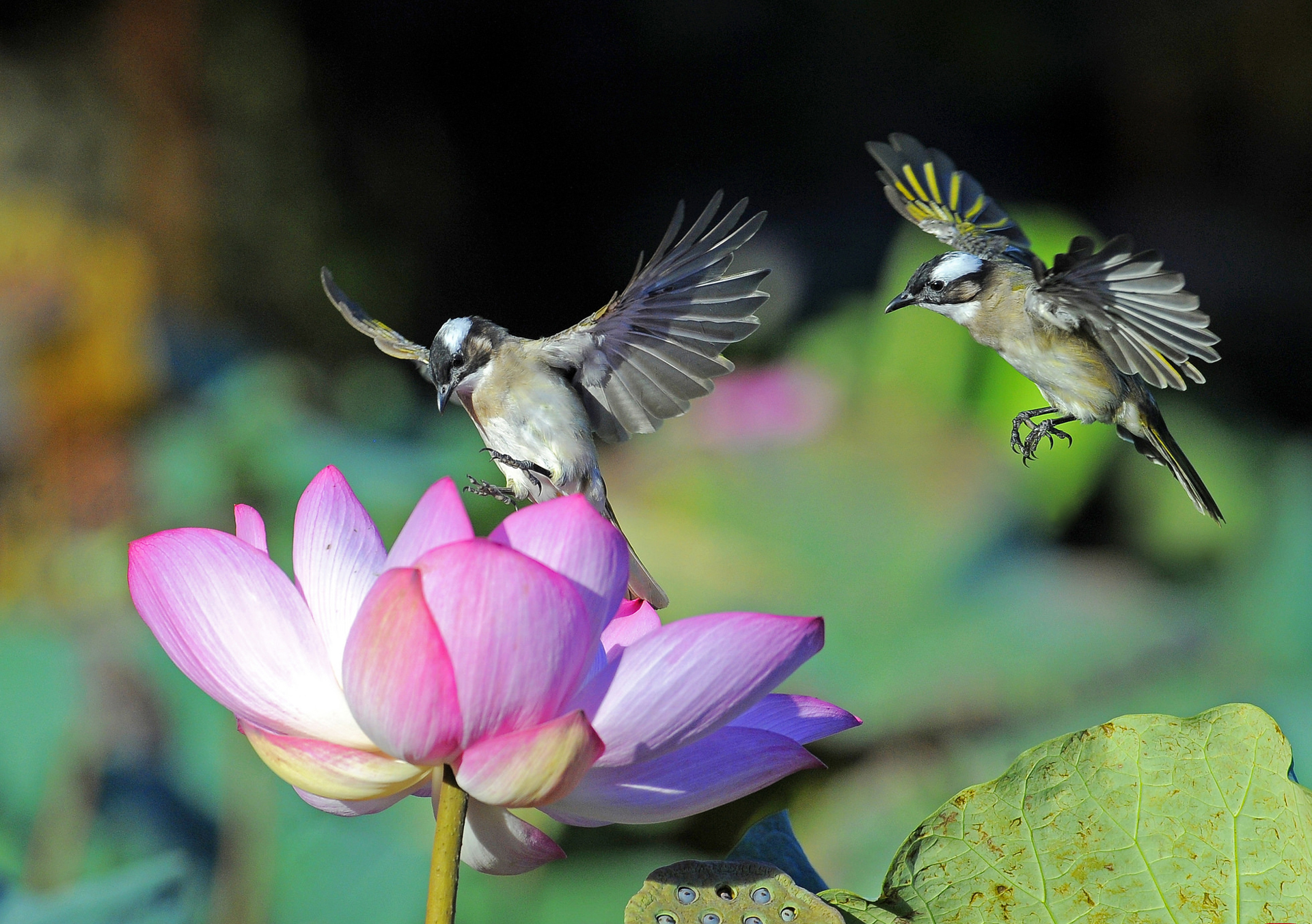 Téléchargez gratuitement l'image Animaux, Lotus, Fleur, Oiseau, Des Oiseaux, Colibri sur le bureau de votre PC