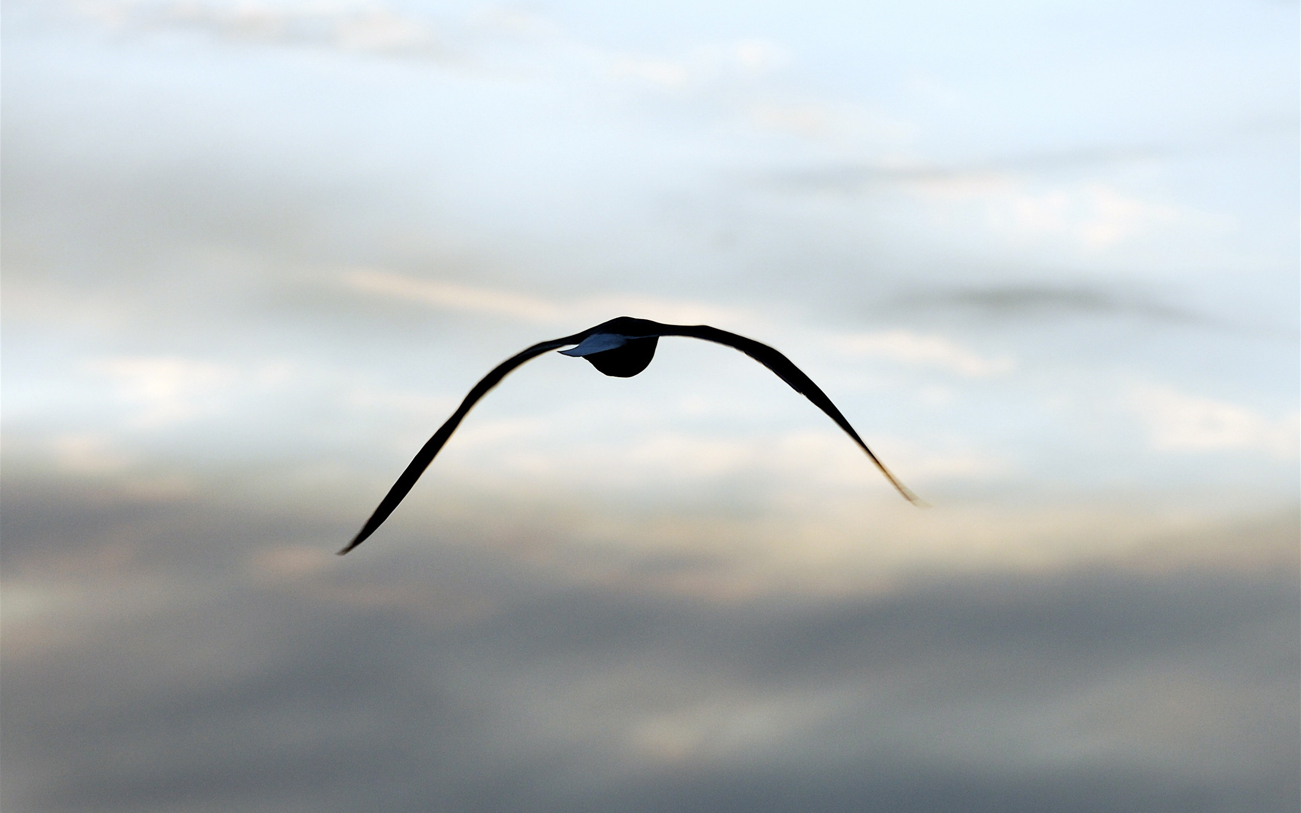 Téléchargez gratuitement l'image Oiseau, Des Oiseaux, Animaux sur le bureau de votre PC