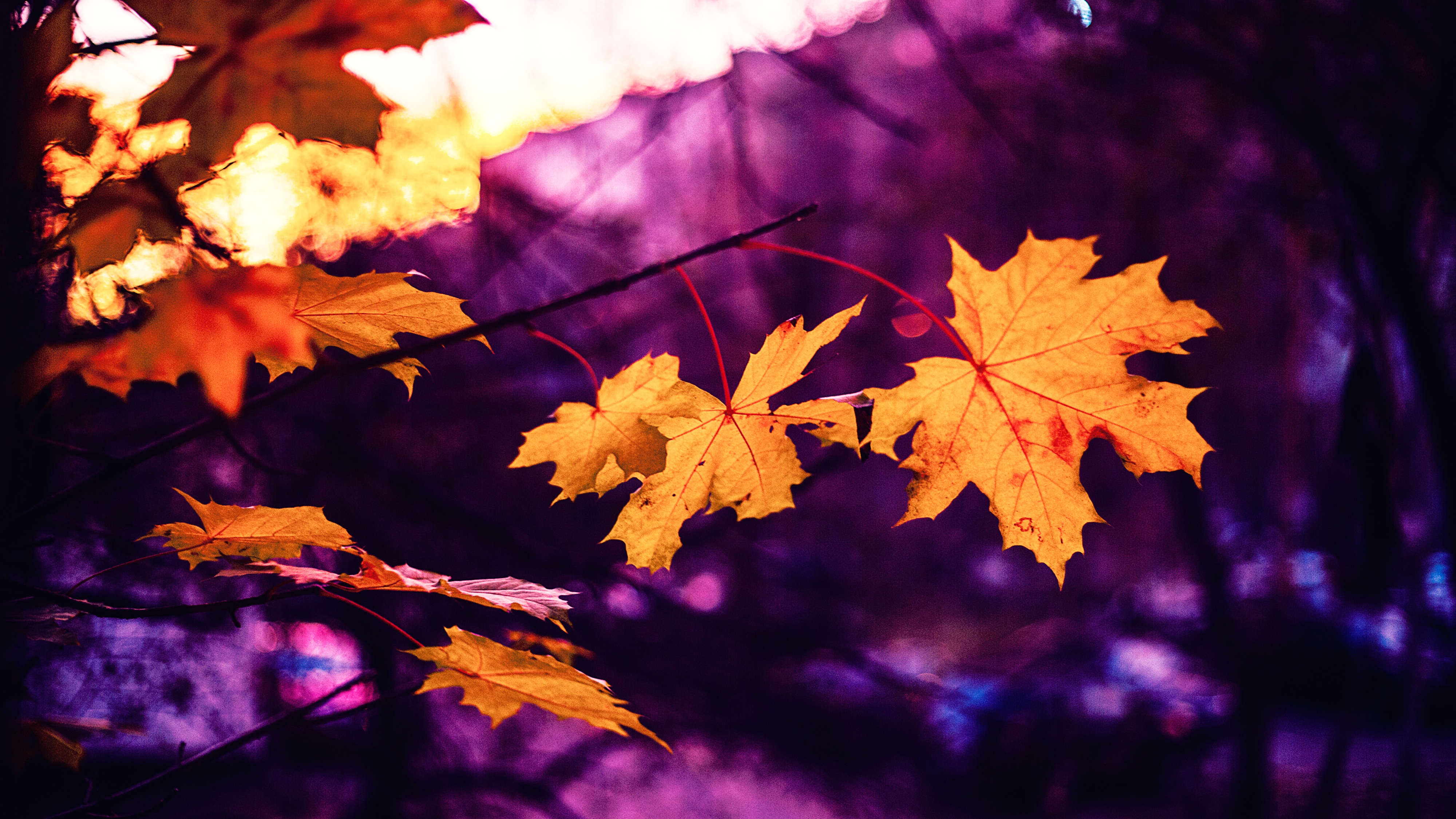 autumn, nature, leaves, blur, smooth, maple Desktop home screen Wallpaper