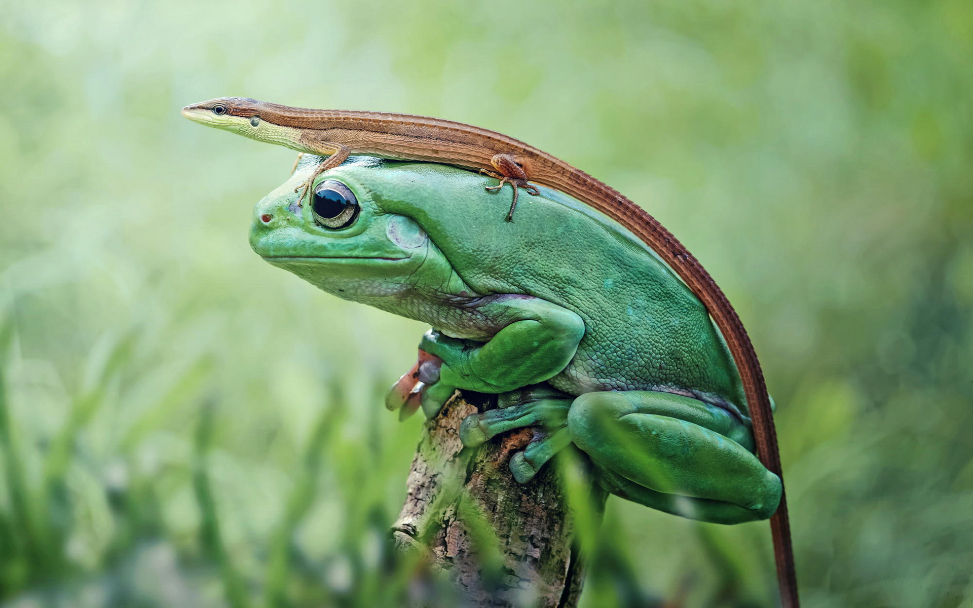 Download mobile wallpaper Frogs, Frog, Lizard, Animal for free.
