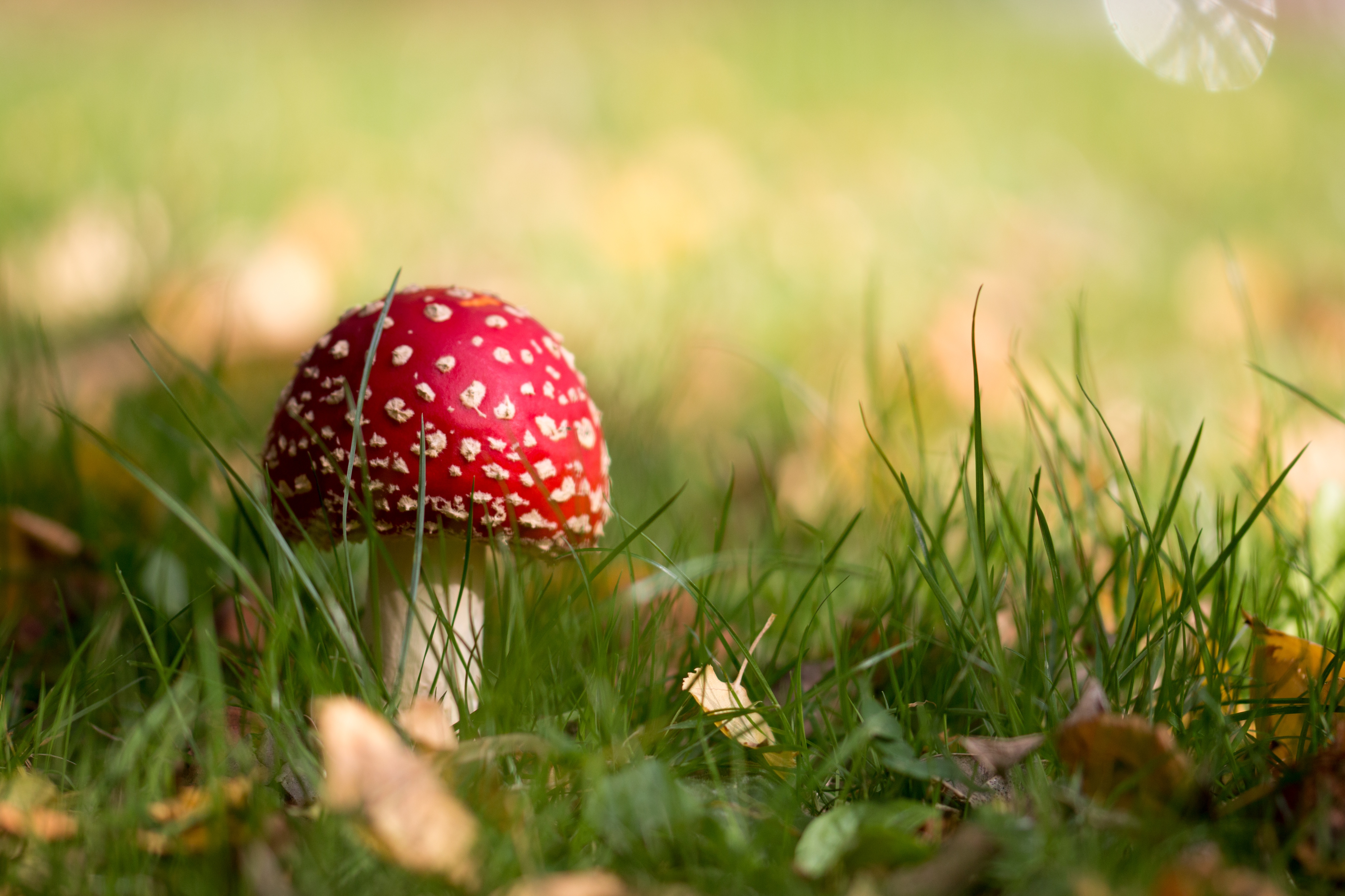 Handy-Wallpaper Natur, Herbst, Makro, Pilz, Erde/natur kostenlos herunterladen.