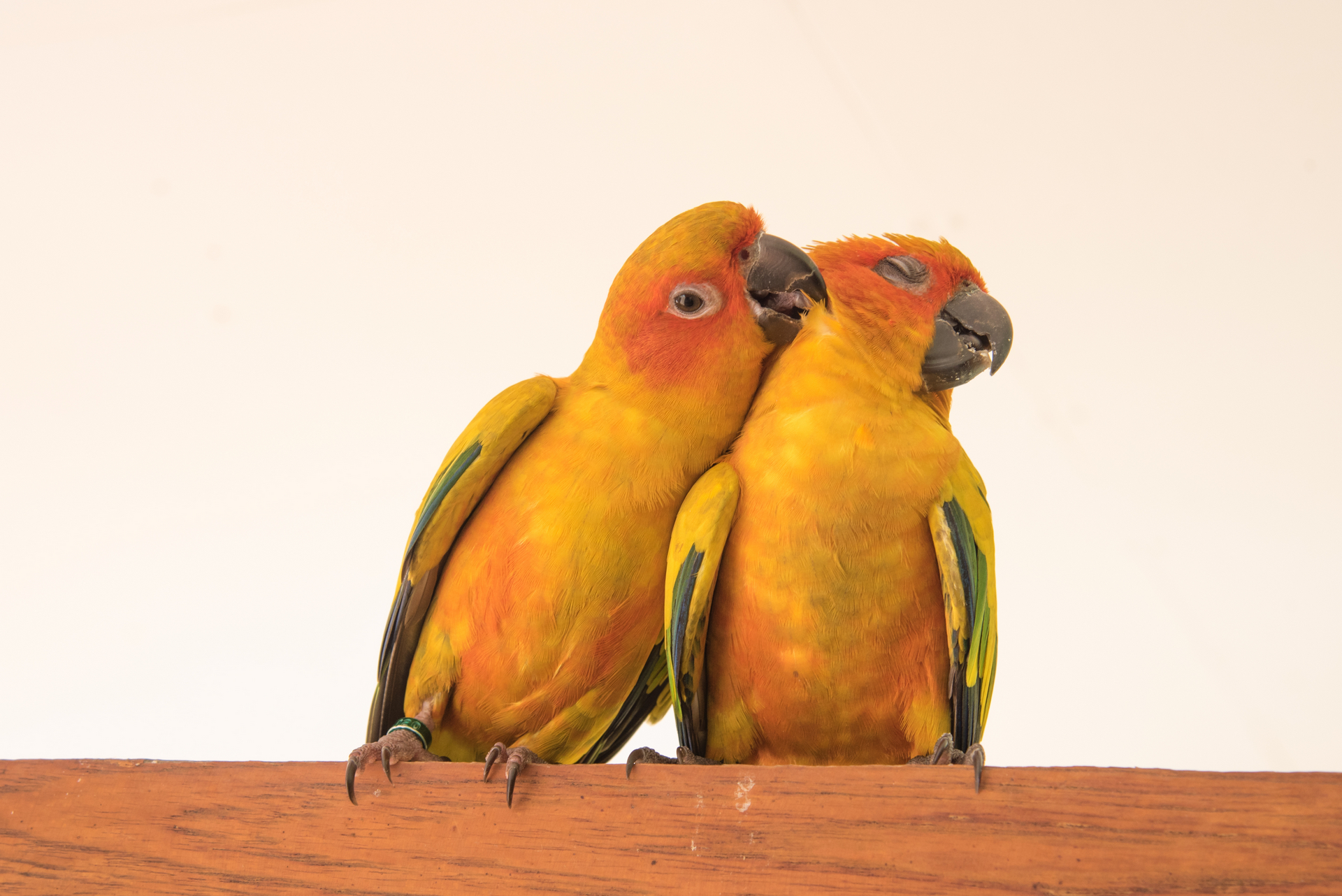 487162 скачать обои солнечный попугай, животные, птицы, солнце conure - заставки и картинки бесплатно