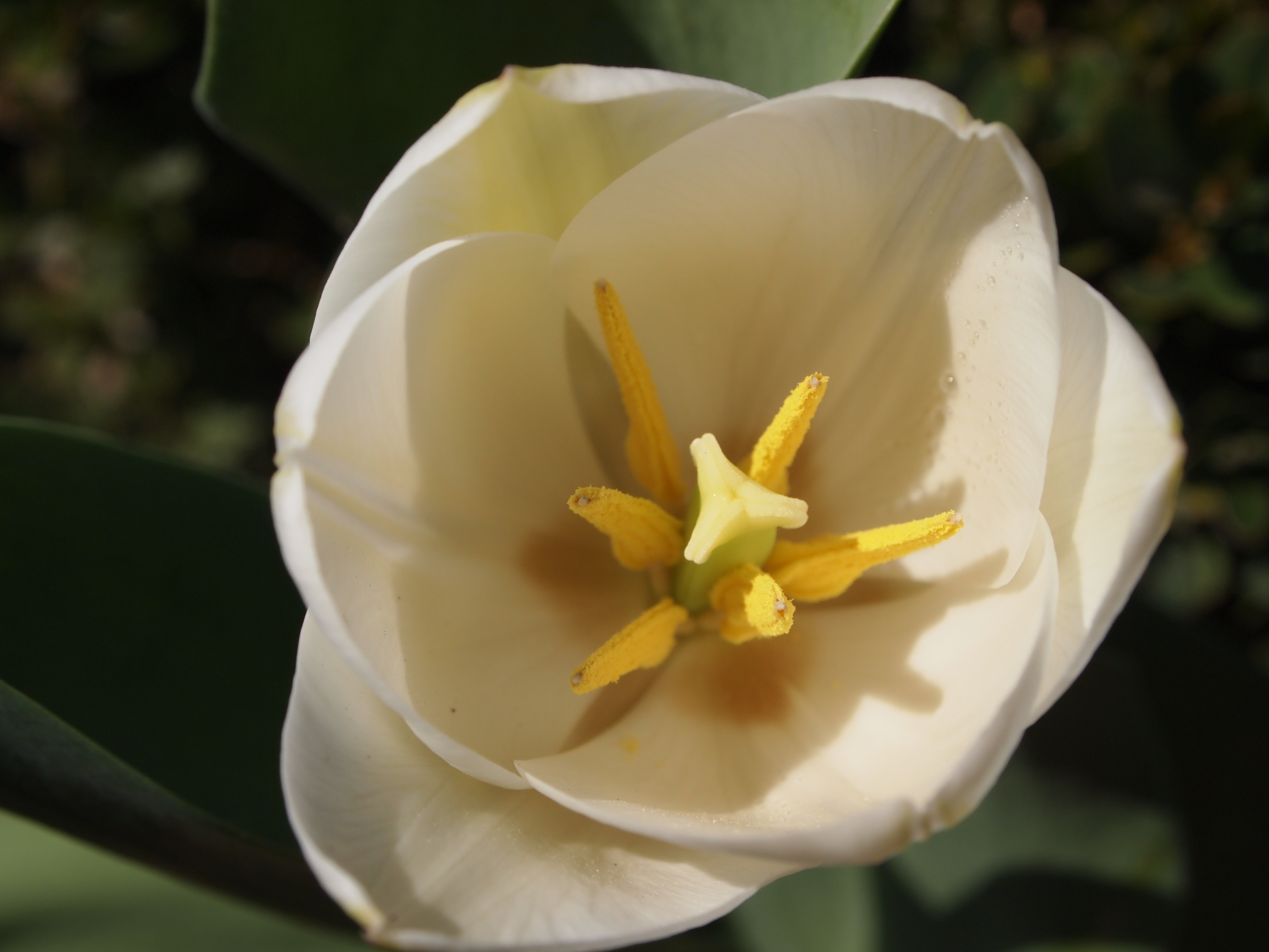 Téléchargez gratuitement l'image Fleurs, Fleur, Terre/nature sur le bureau de votre PC