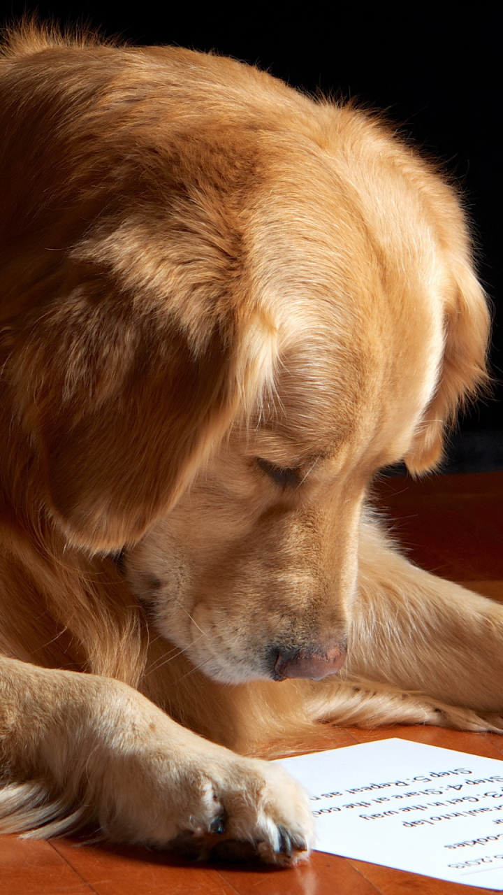 Download mobile wallpaper Dogs, Animal, Golden Retriever for free.