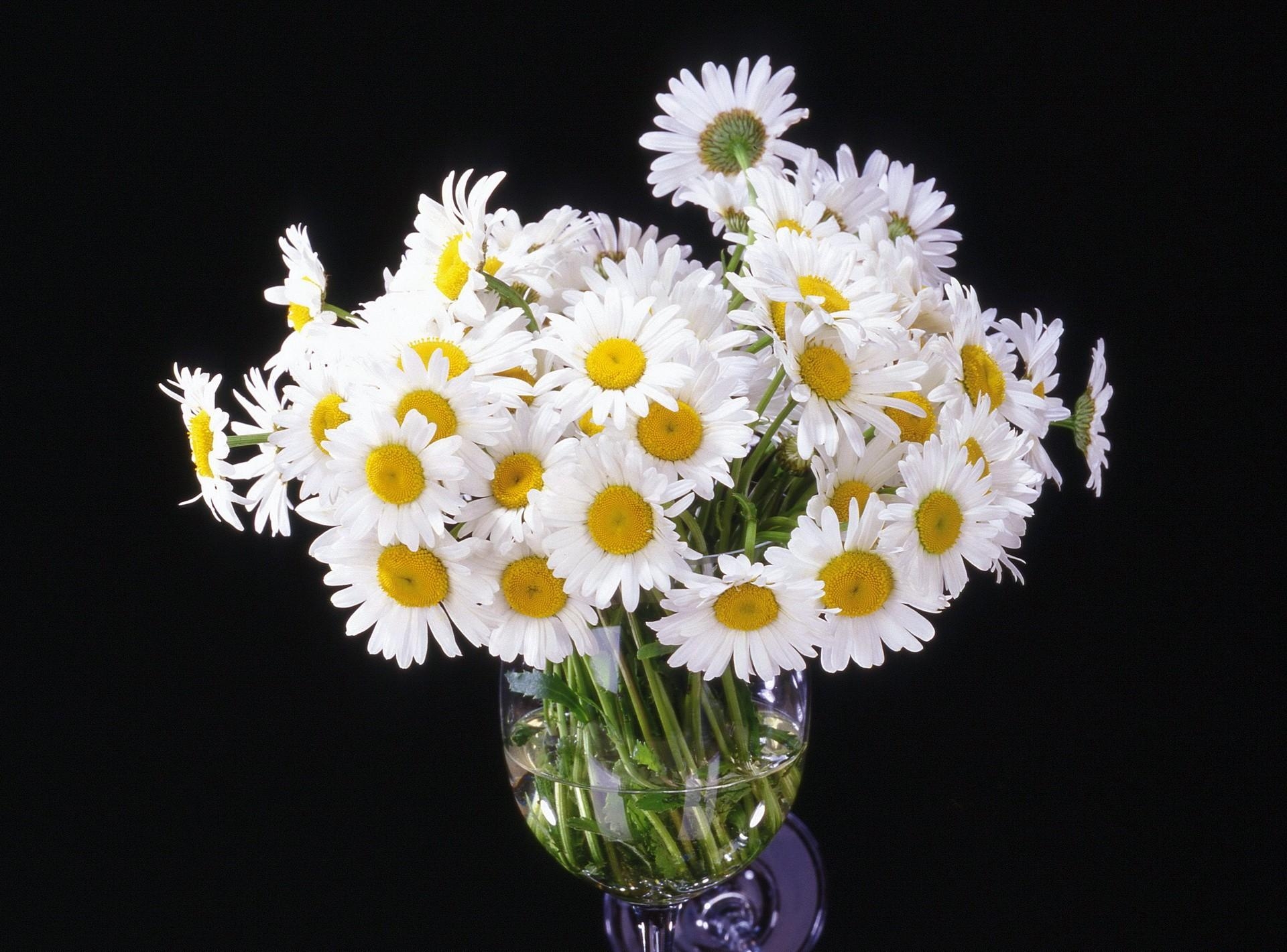 Handy-Wallpaper Schwarzer Hintergrund, Vase, Kamille, Bouquet, Blumen, Strauß kostenlos herunterladen.