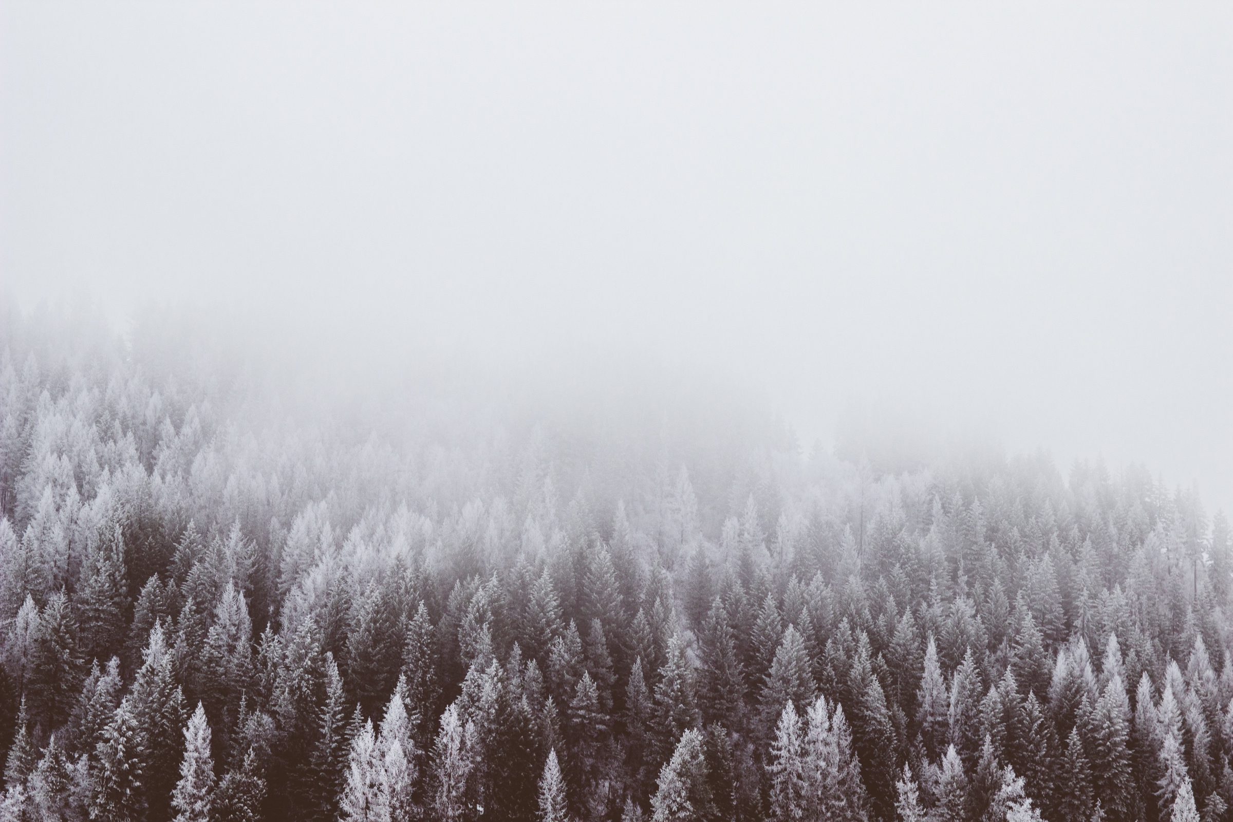 Baixar papel de parede para celular de Inverno, Natureza, Floresta, Terra/natureza, Neblina gratuito.
