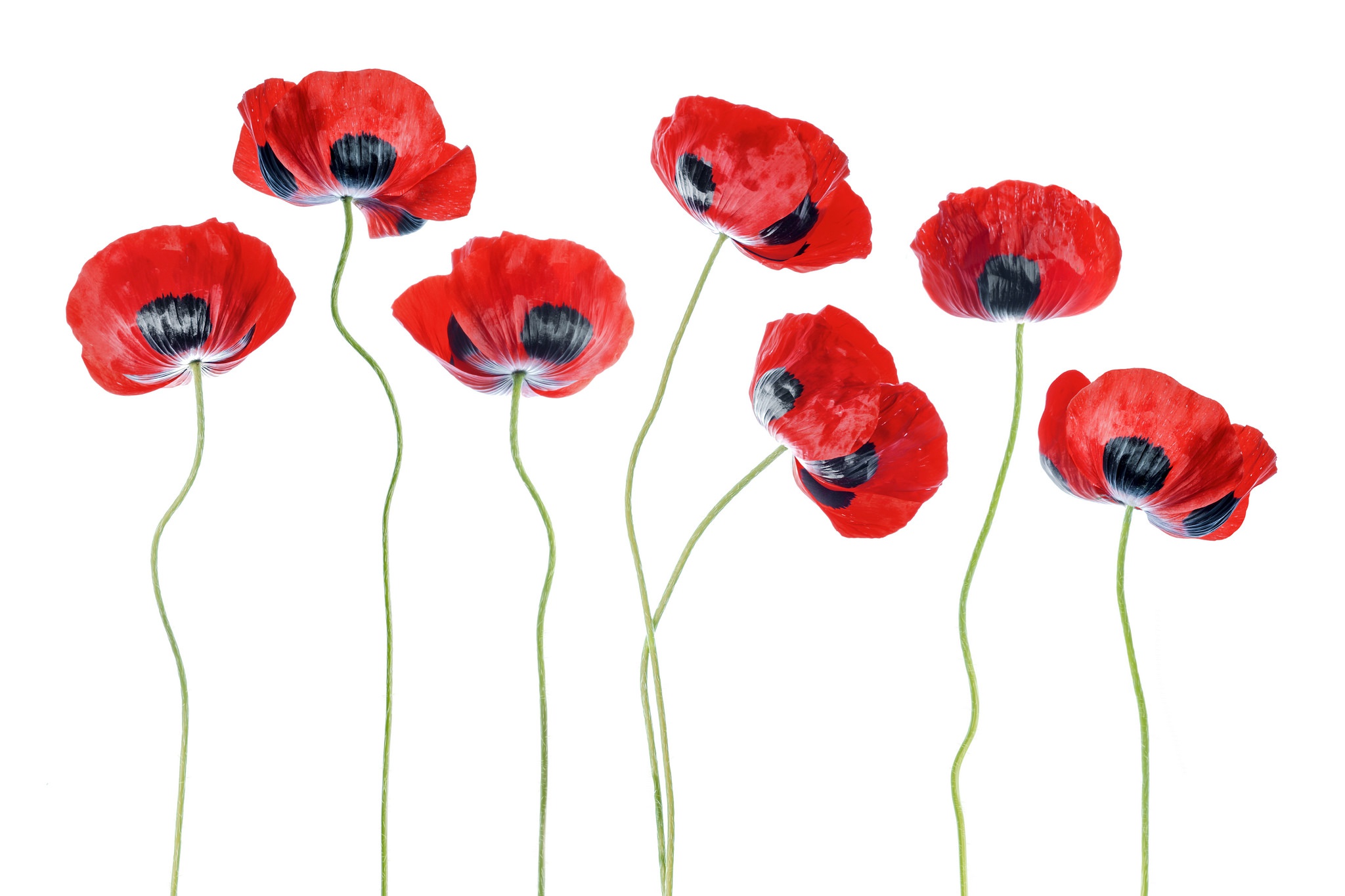 Laden Sie das Blumen, Mohn, Blume, Rote Blume, Erde/natur-Bild kostenlos auf Ihren PC-Desktop herunter