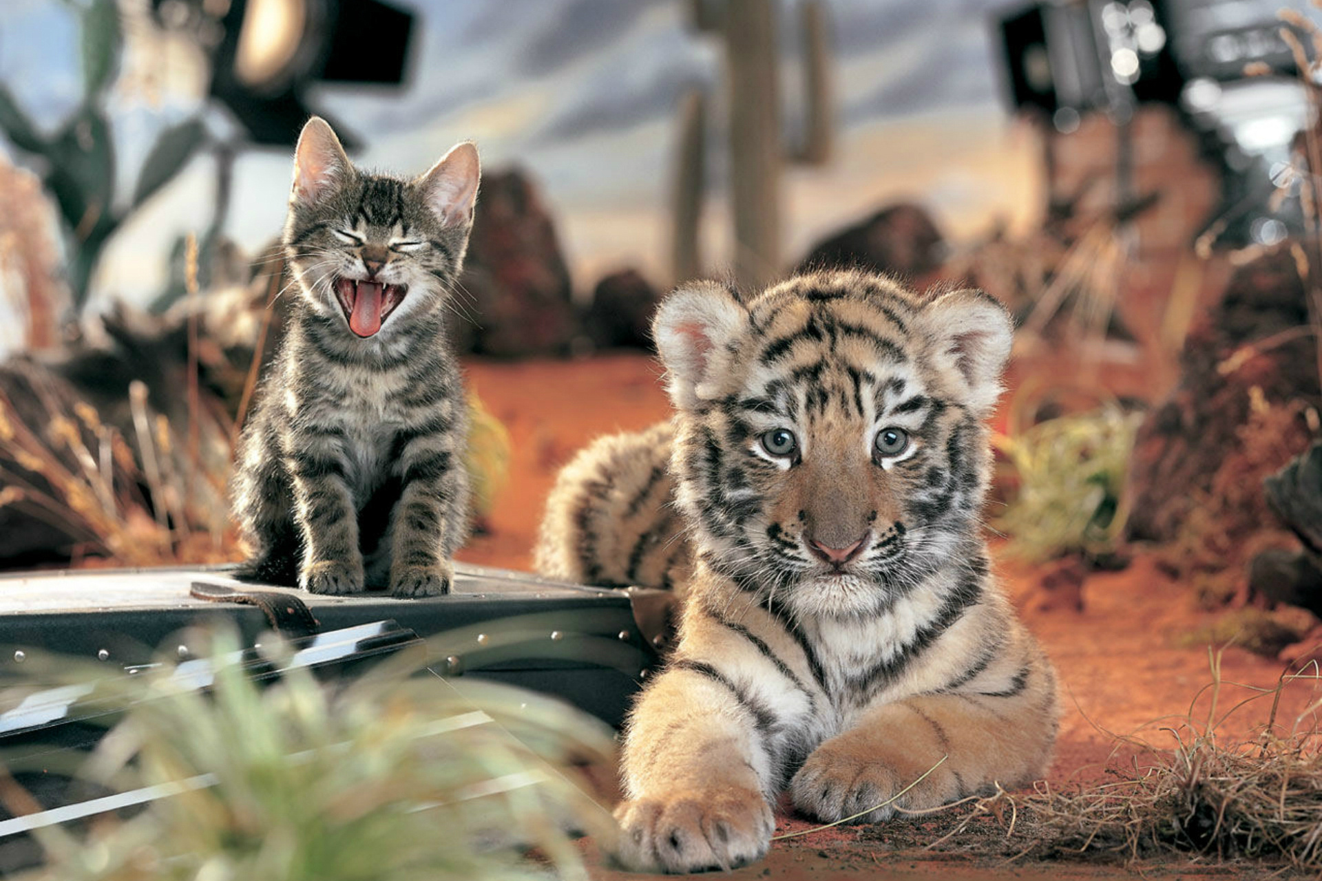 cute, animal, cat, cub, kitten, tiger