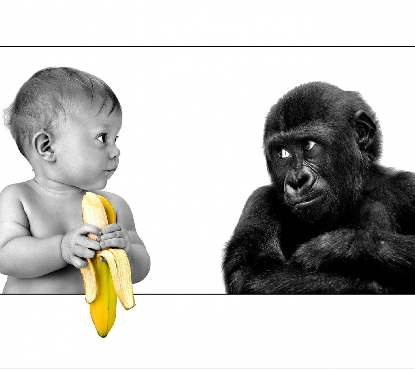 Free download wallpaper Funny, Monkey, Baby, Humor on your PC desktop