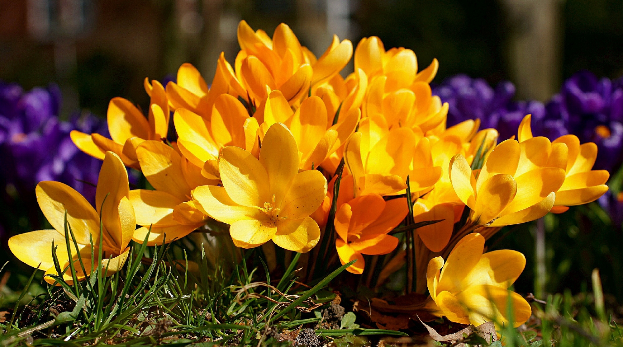 Download mobile wallpaper Crocus, Flowers, Flower, Earth for free.