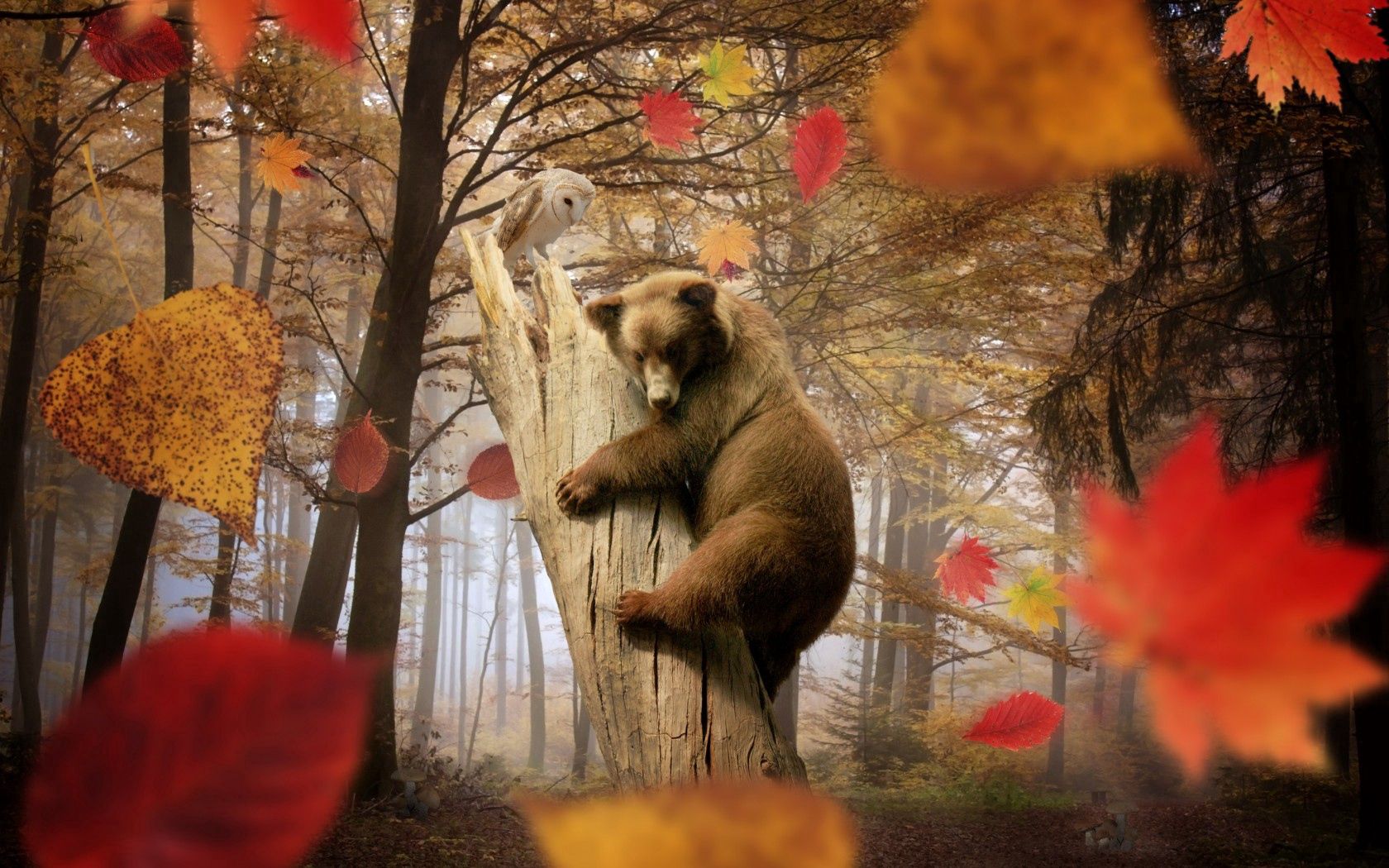 87560 завантажити картинку гриби, тварини, дерева, осінь, листя, ліс, сова, ведмідь, листопад - шпалери і заставки безкоштовно