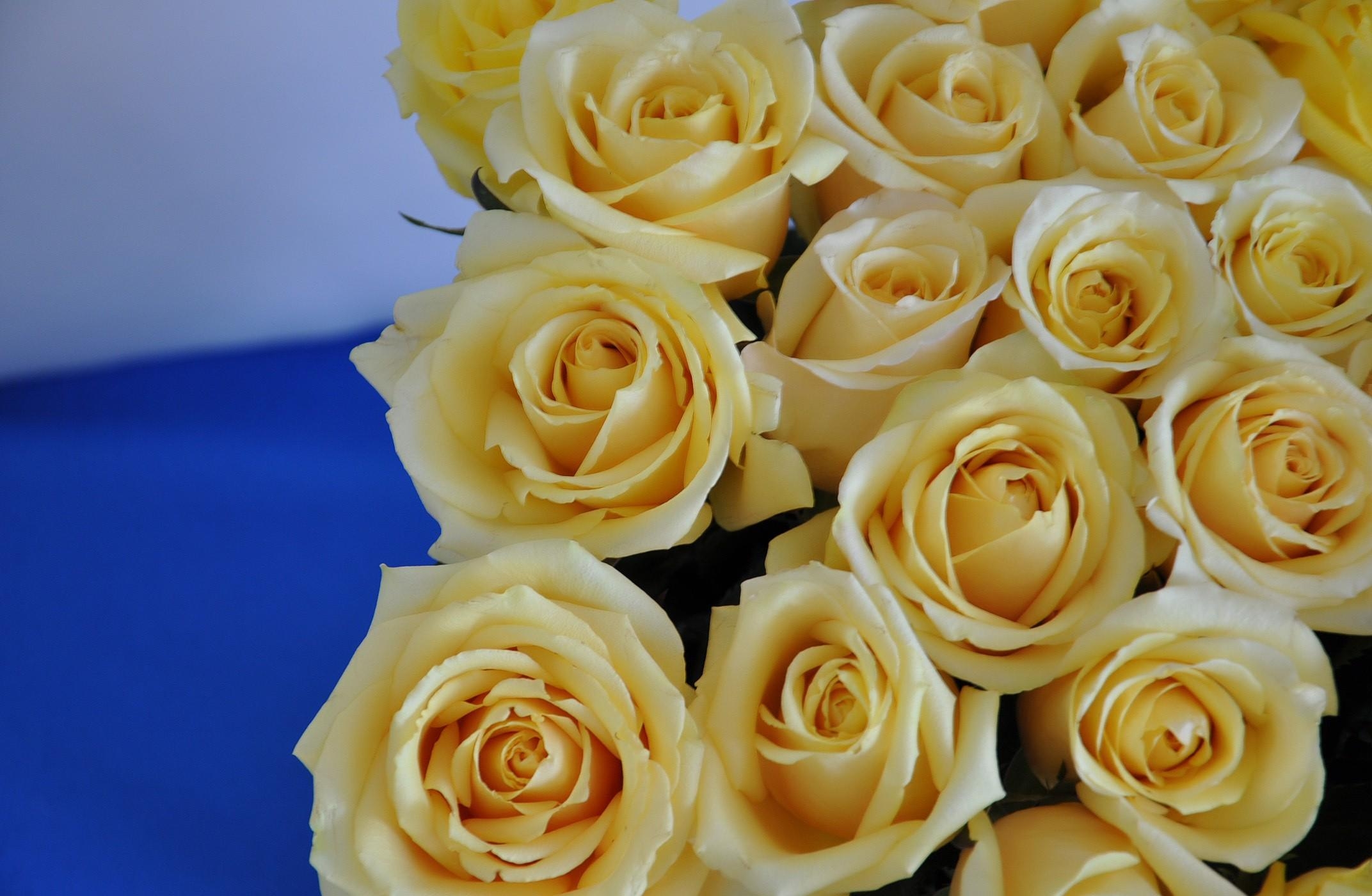 Download mobile wallpaper Flowers, Close Up, Bouquet, Buds, Roses for free.