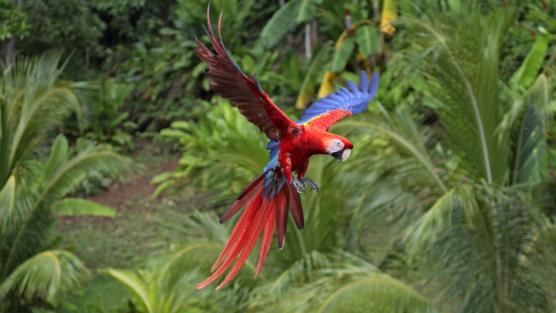 animal, scarlet macaw, birds