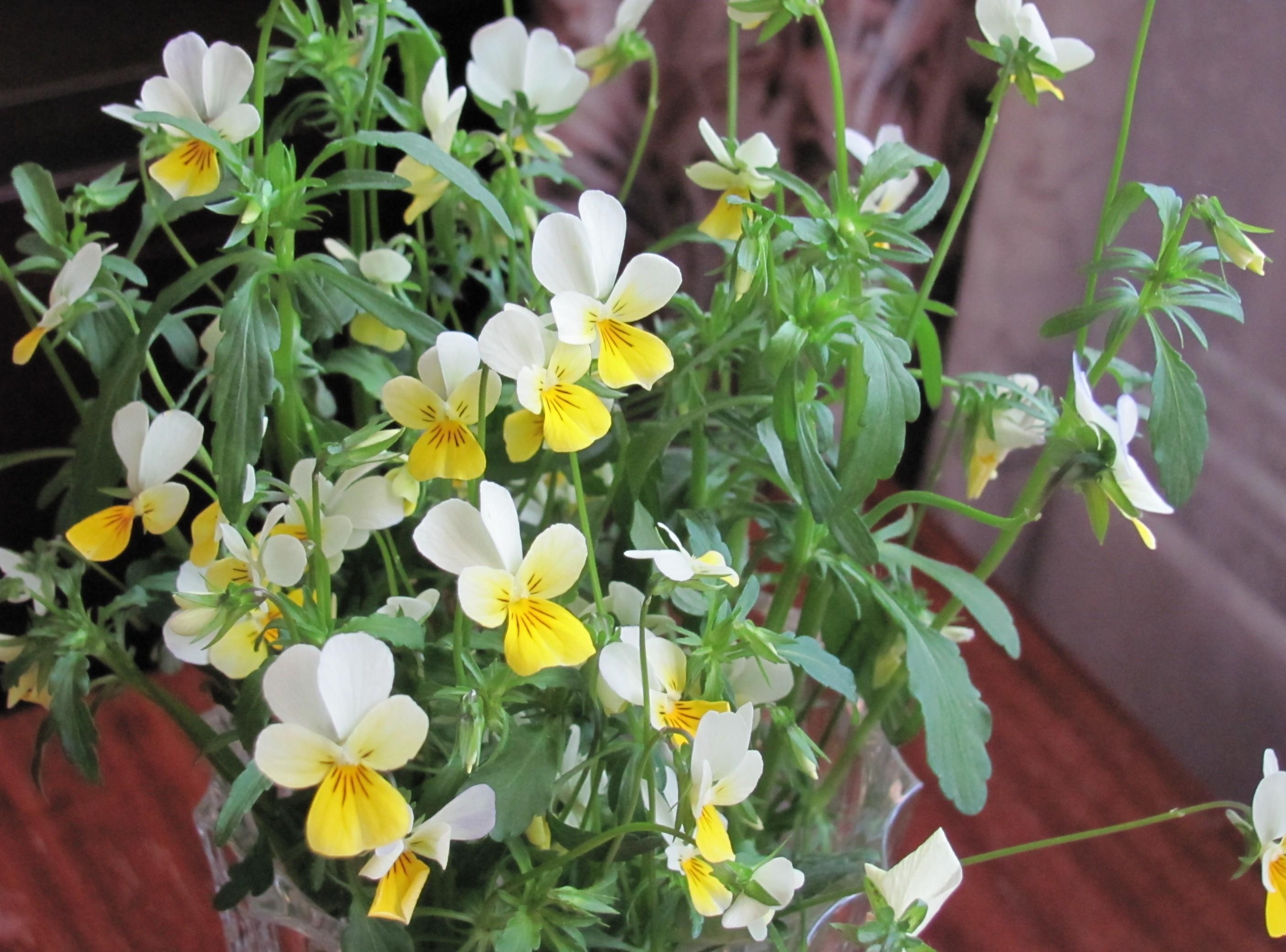 Laden Sie das Grüne, Grünen, Strauß, Bouquet, Vase, Blumen-Bild kostenlos auf Ihren PC-Desktop herunter