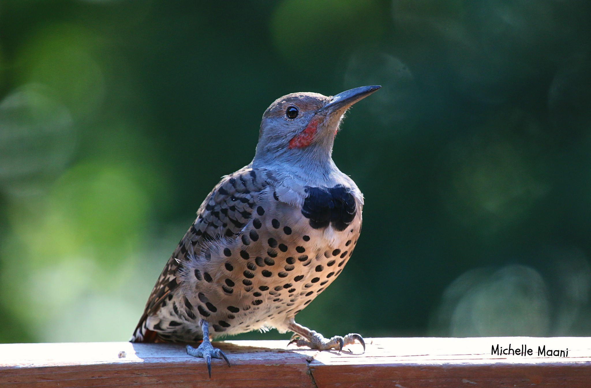 Laden Sie das Vogel, Vögel, Tiere-Bild kostenlos auf Ihren PC-Desktop herunter