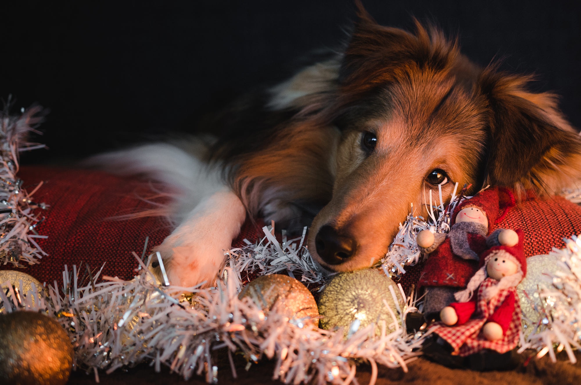 Handy-Wallpaper Tiere, Hunde, Hund, Weihnachtsschmuck, Shetland Schäferhund kostenlos herunterladen.