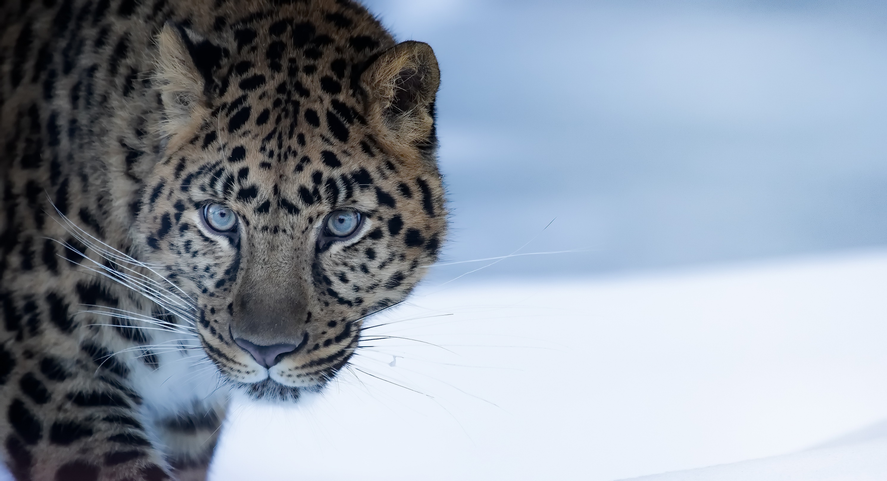 474640 télécharger le fond d'écran animaux, léopard, amur leopard, chats - économiseurs d'écran et images gratuitement