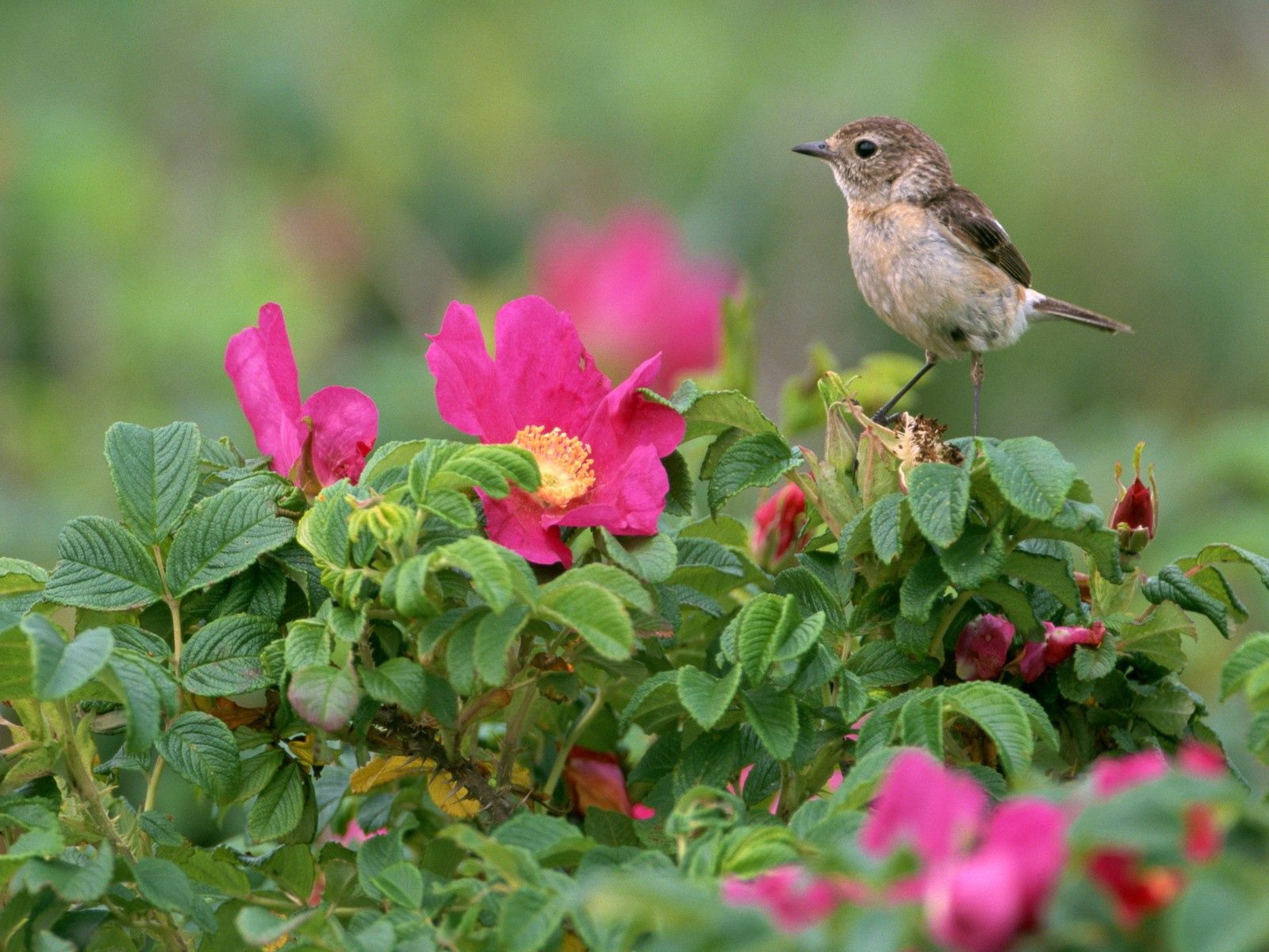 Laden Sie das Blumen, Grass, Spatz, Vogel, Tiere-Bild kostenlos auf Ihren PC-Desktop herunter