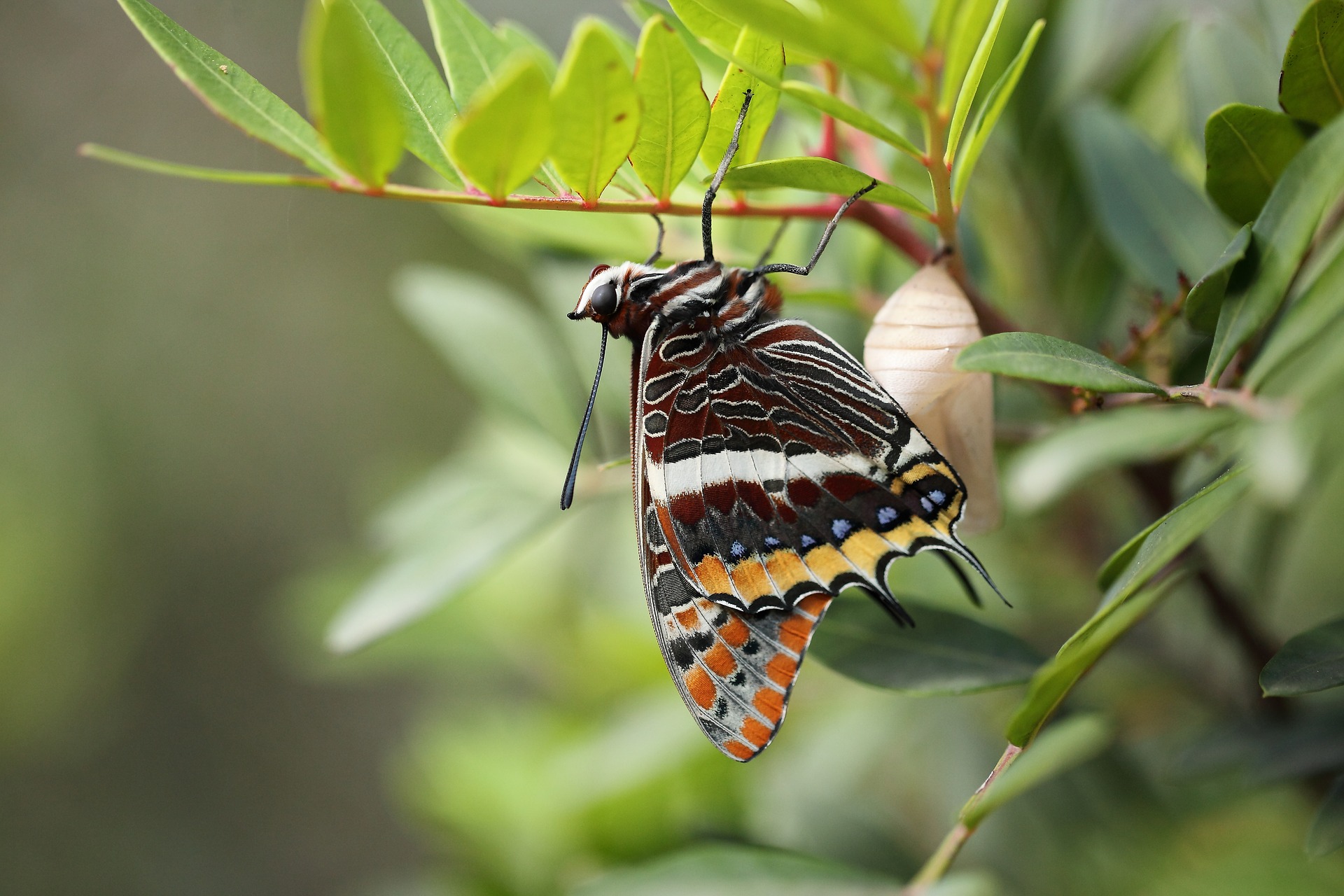 Handy-Wallpaper Tiere, Schmetterlinge, Insekt kostenlos herunterladen.