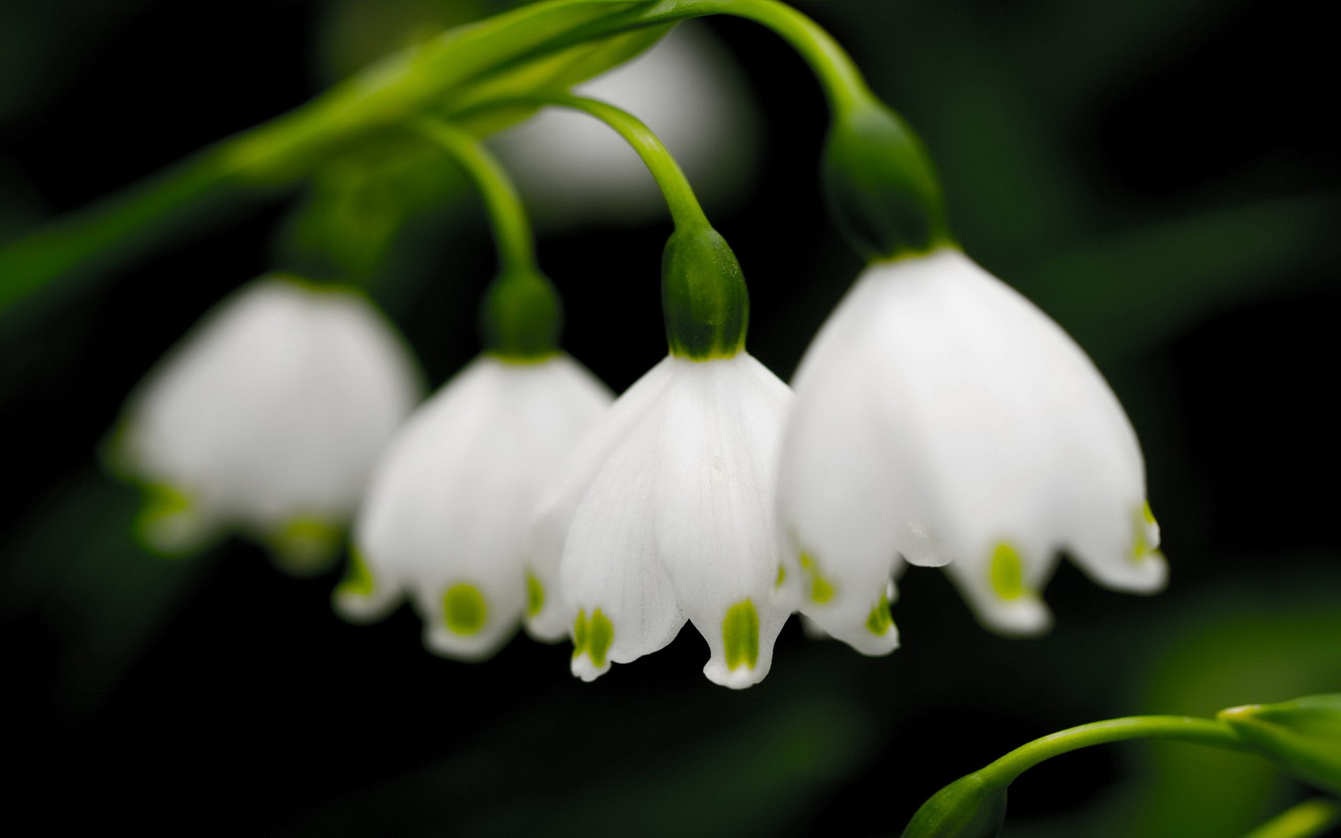 Téléchargez gratuitement l'image Fleurs, Fleur, Terre/nature sur le bureau de votre PC