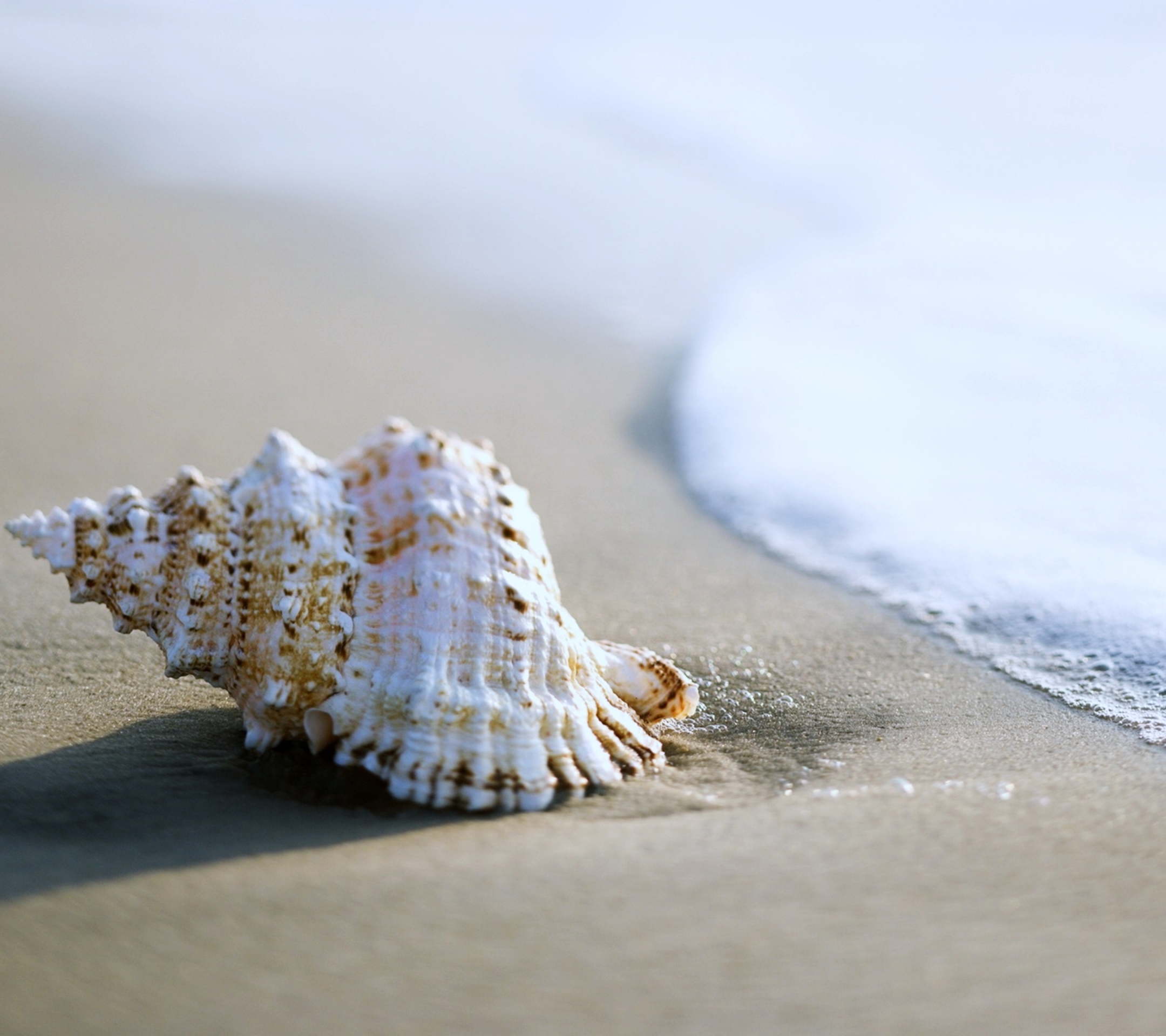 Free download wallpaper Nature, Sea, Beach, Sand, Earth, Shell on your PC desktop