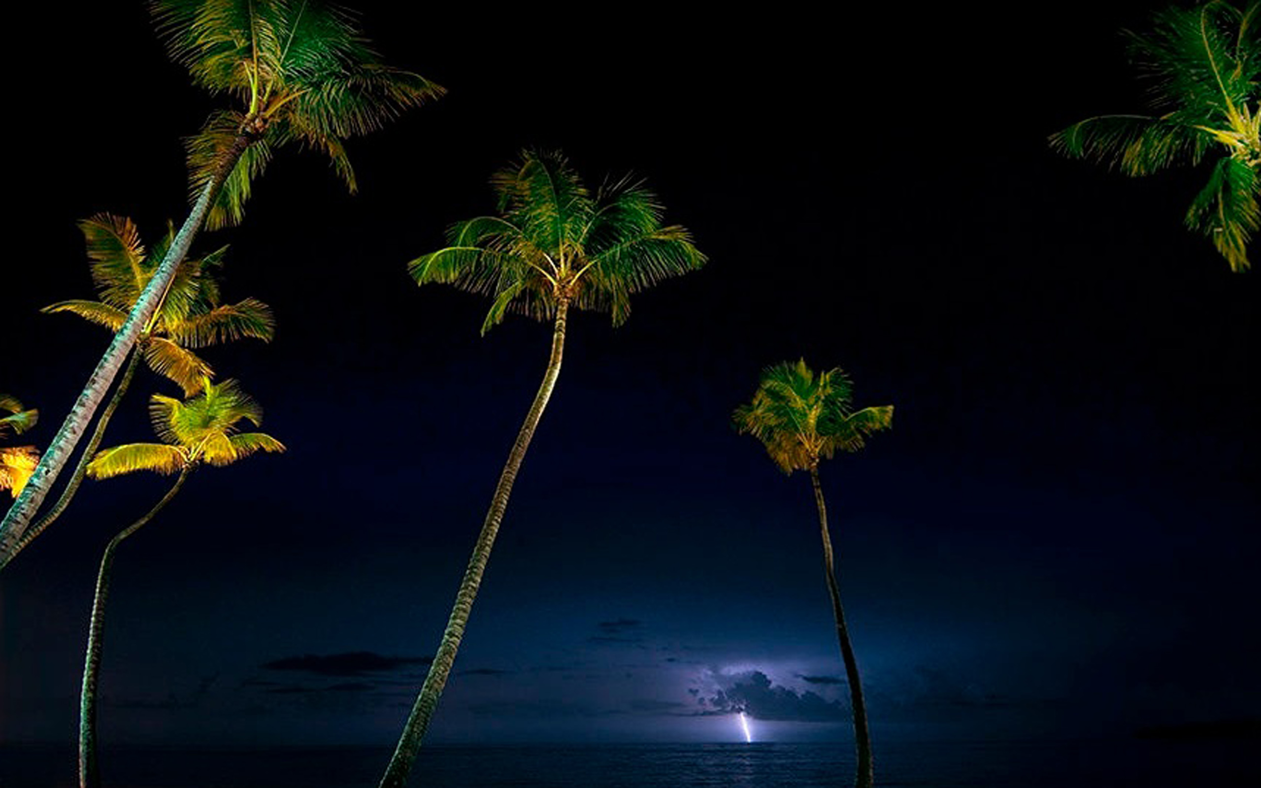 Descarga gratuita de fondo de pantalla para móvil de Cielo, Noche, Tierra, Tierra/naturaleza, Palmera.