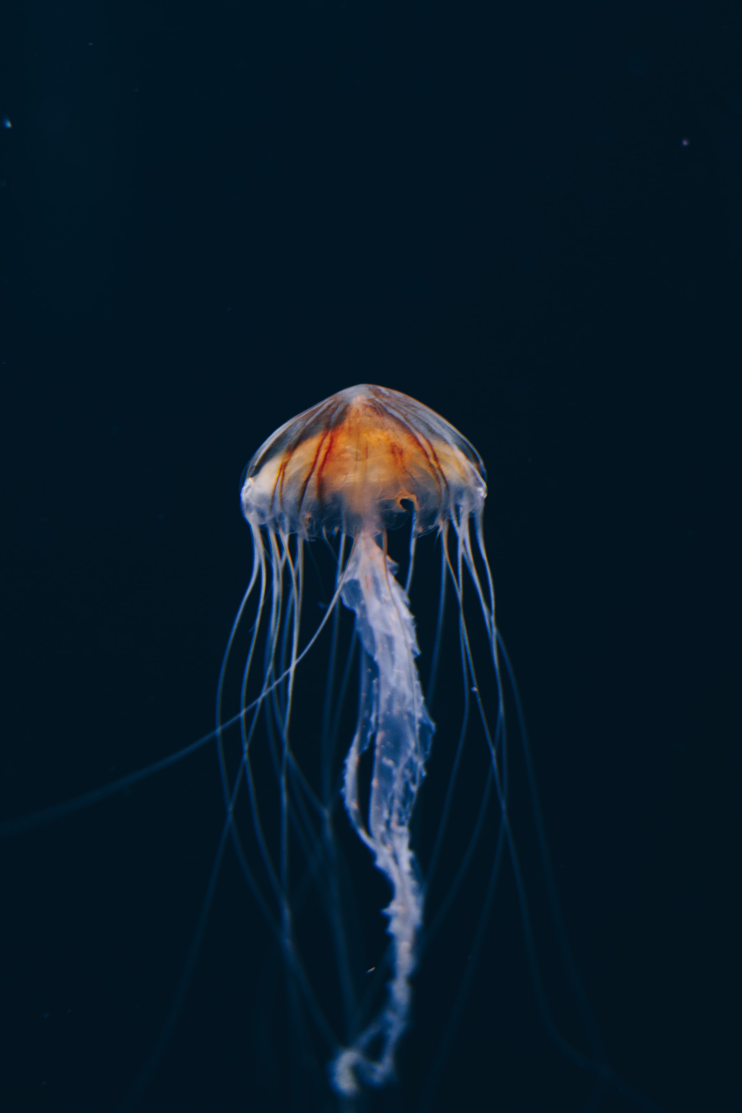 jellyfish, nature, water, dark, beautiful, underwater world Aesthetic wallpaper