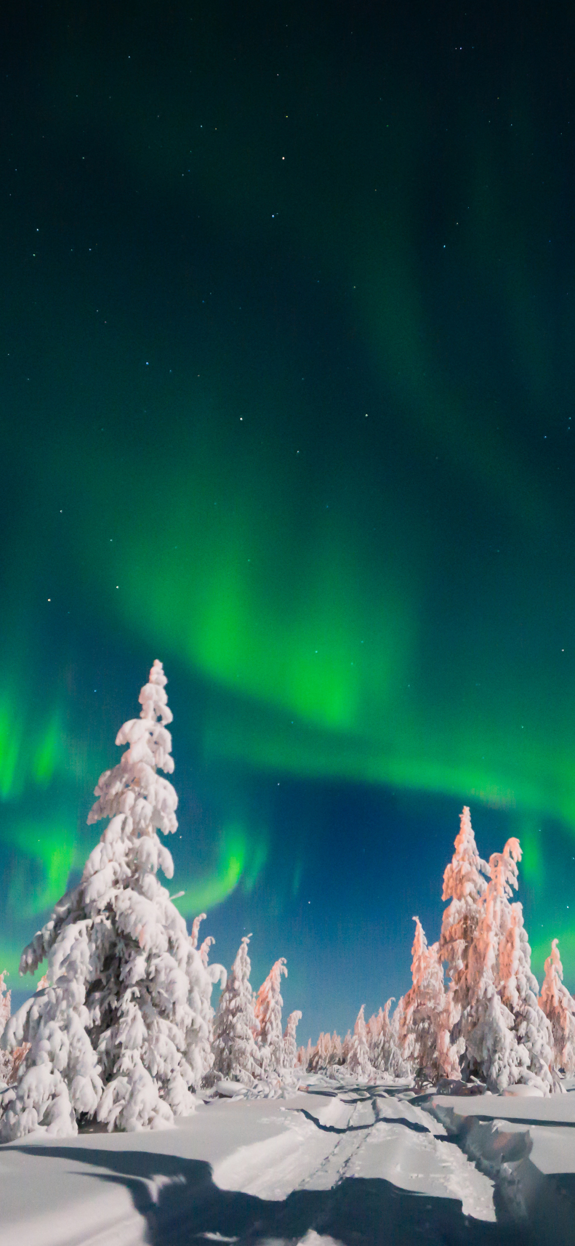 Скачать картинку Зима, Небо, Снег, Лес, Дерево, Северное Сияние, Земля/природа в телефон бесплатно.