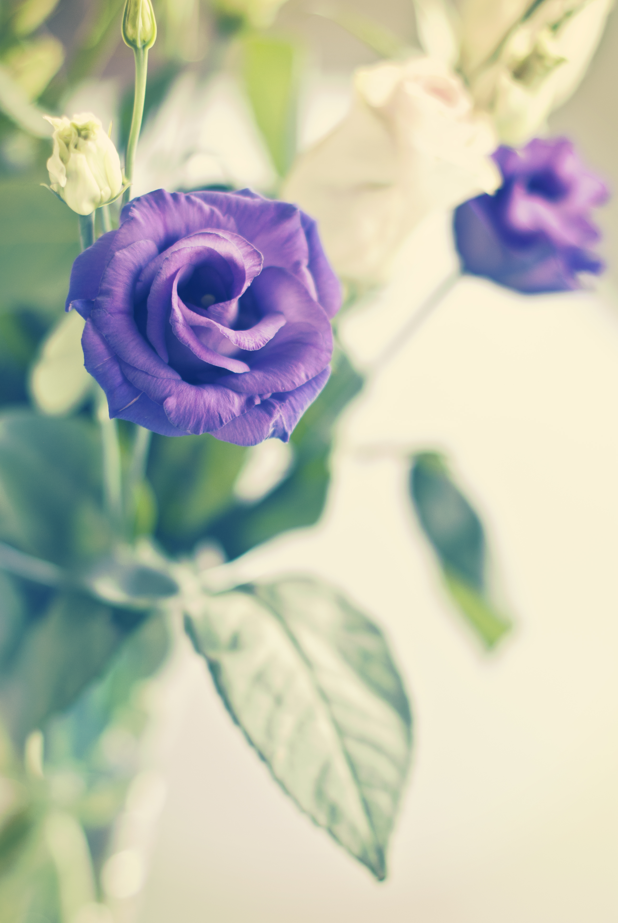 violet, flowers, flower, plant, rose flower, rose, bloom, flowering, purple, decorative