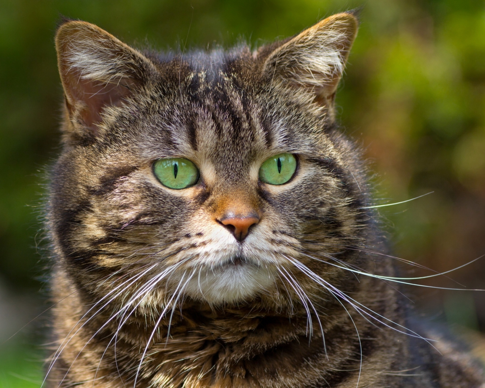 Baixe gratuitamente a imagem Gato, Gatos, Animais na área de trabalho do seu PC