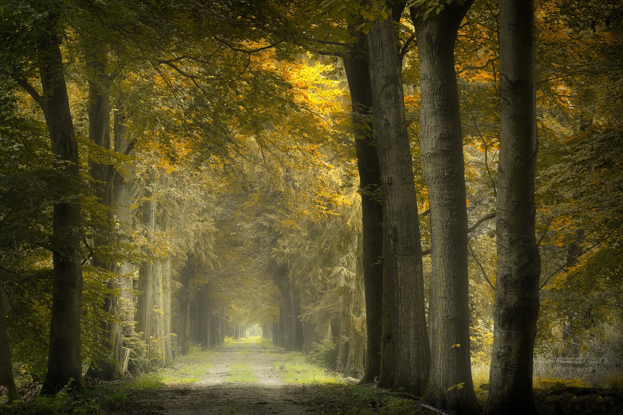 photography, fall, nature, path, sunlight, trunk