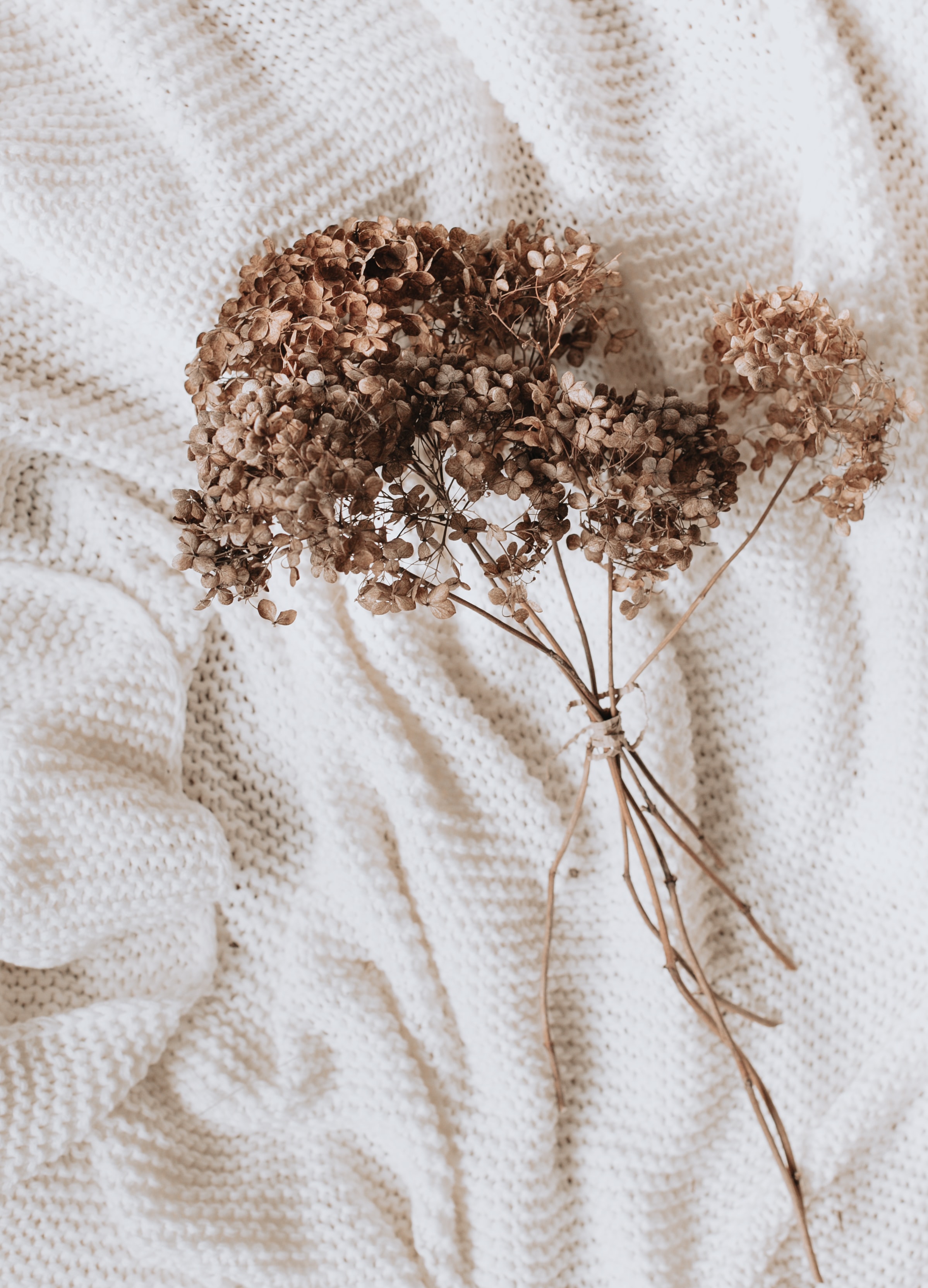 dried flowers, flowers, white, miscellanea, miscellaneous, cloth, hydrangea, dryflower